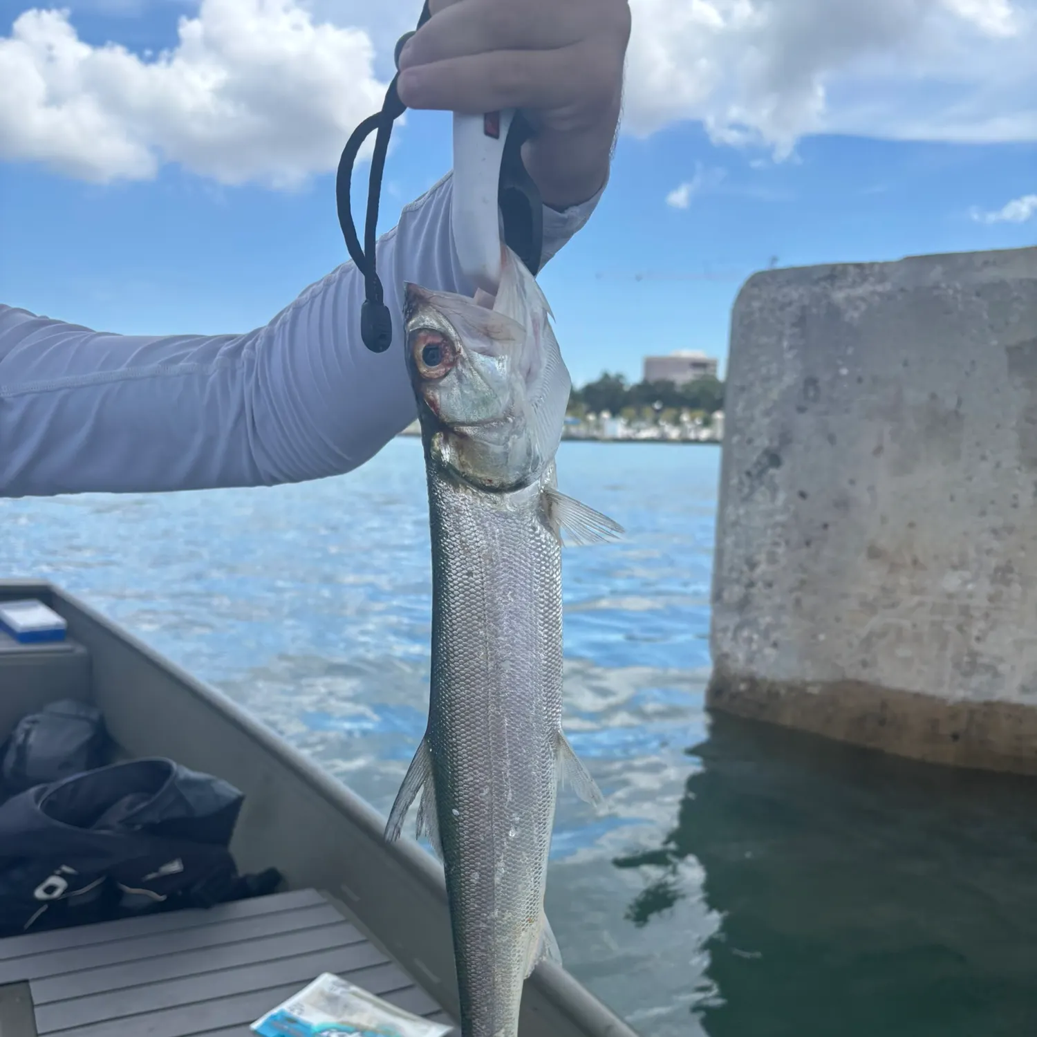 Ladyfish caught on Fishbrain