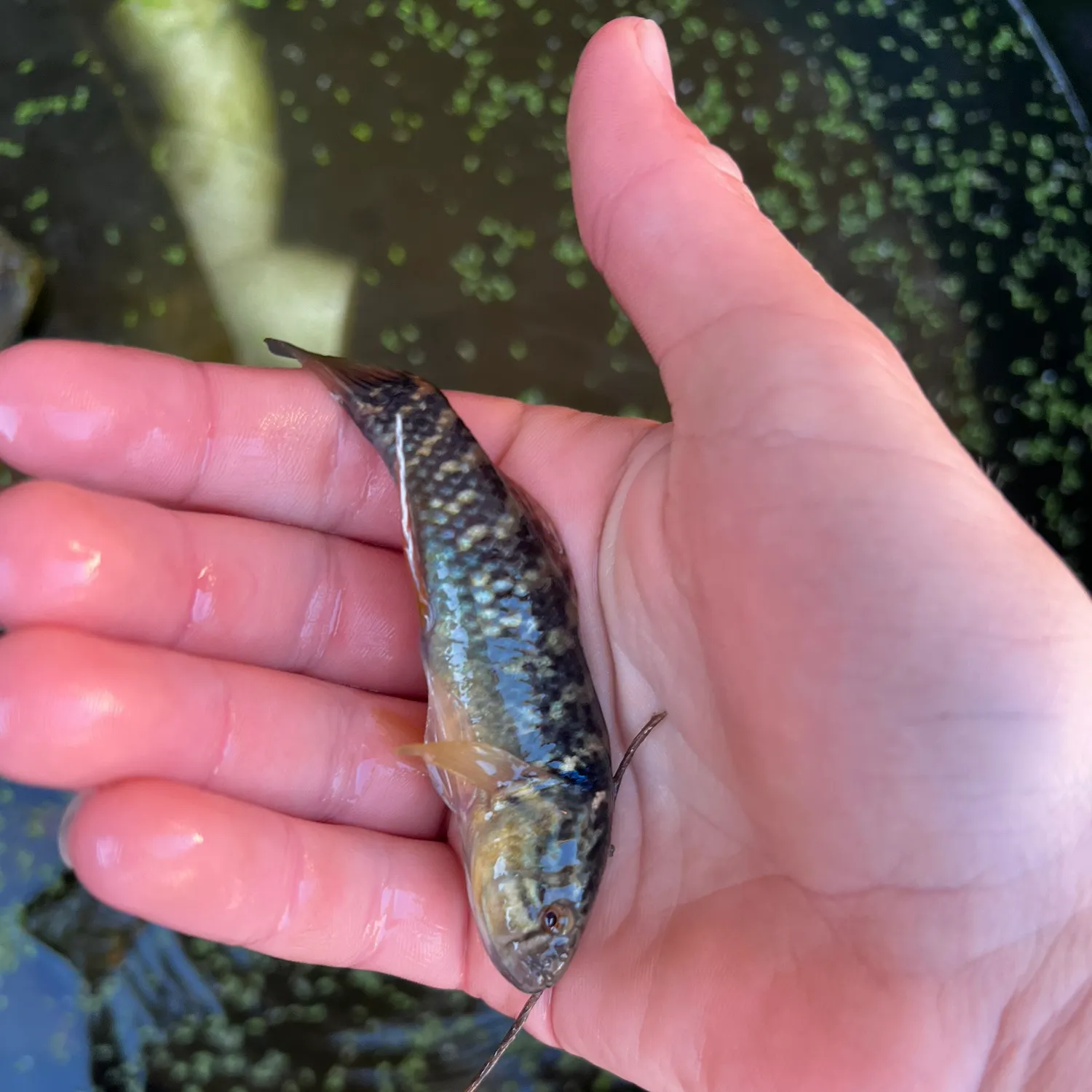 The most recent Fat Sleeper catches on Fishbrain