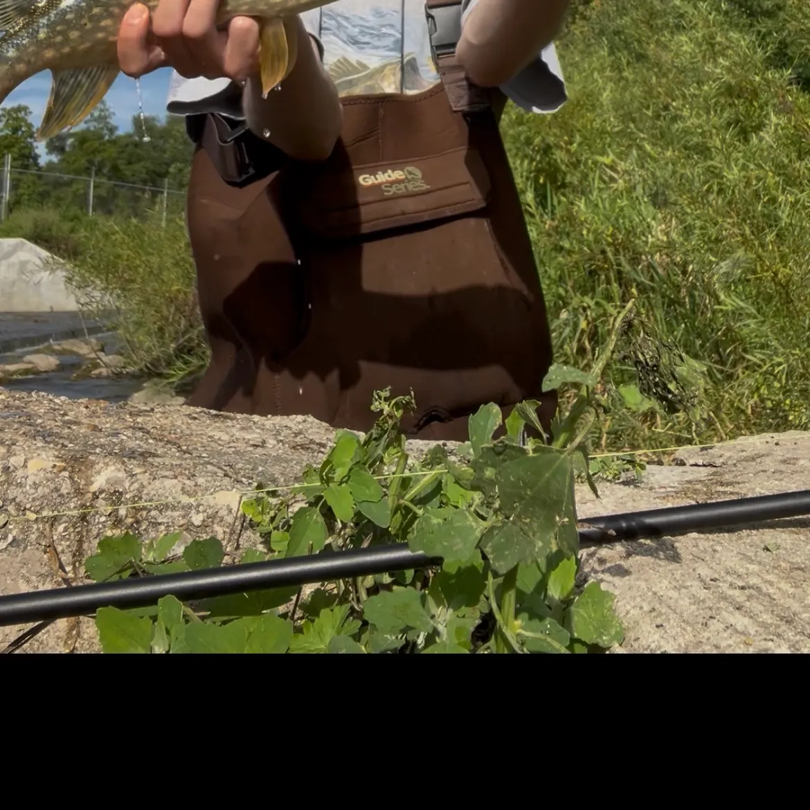 Northern pike caught on Fishbrain