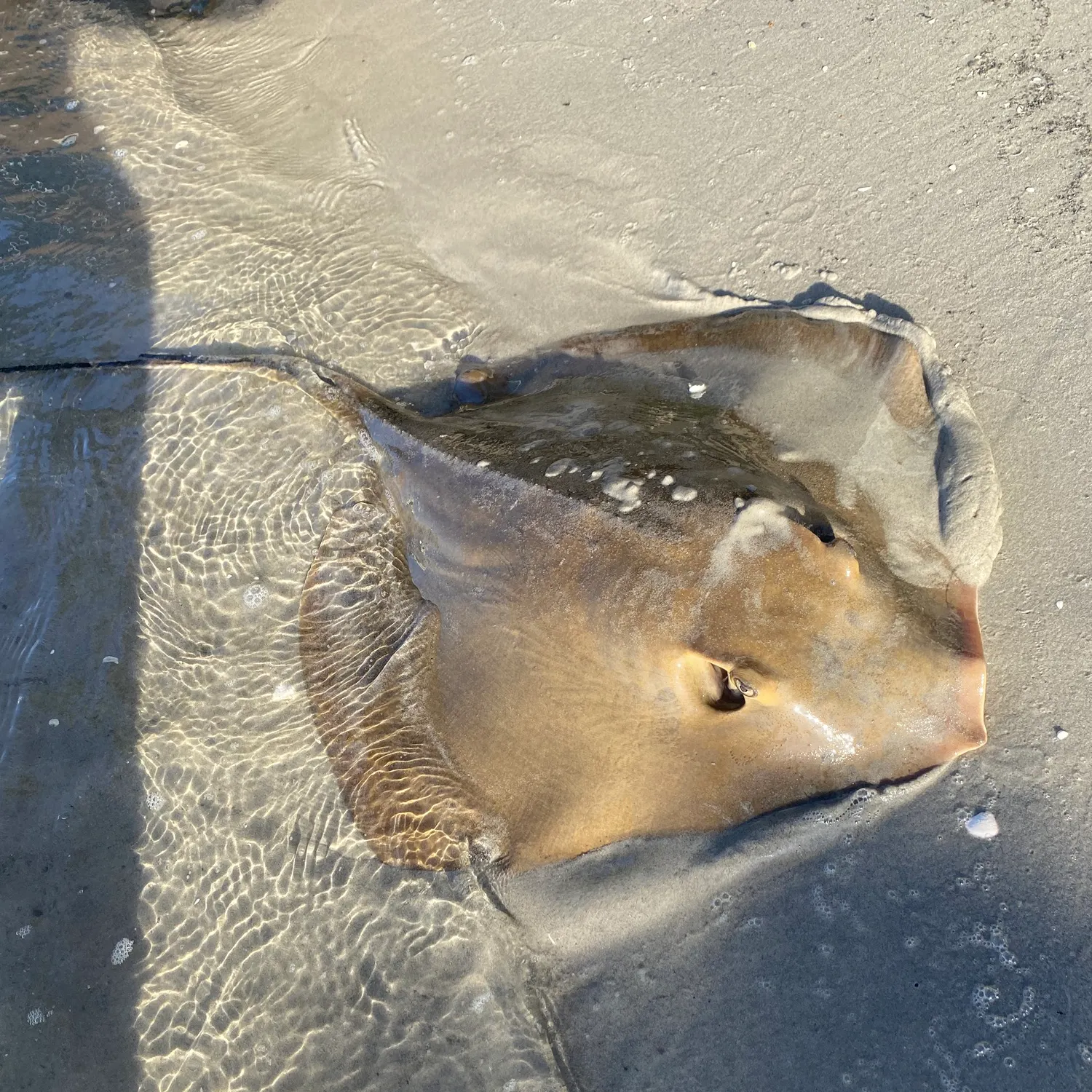 The most recent Common stingray catches on Fishbrain
