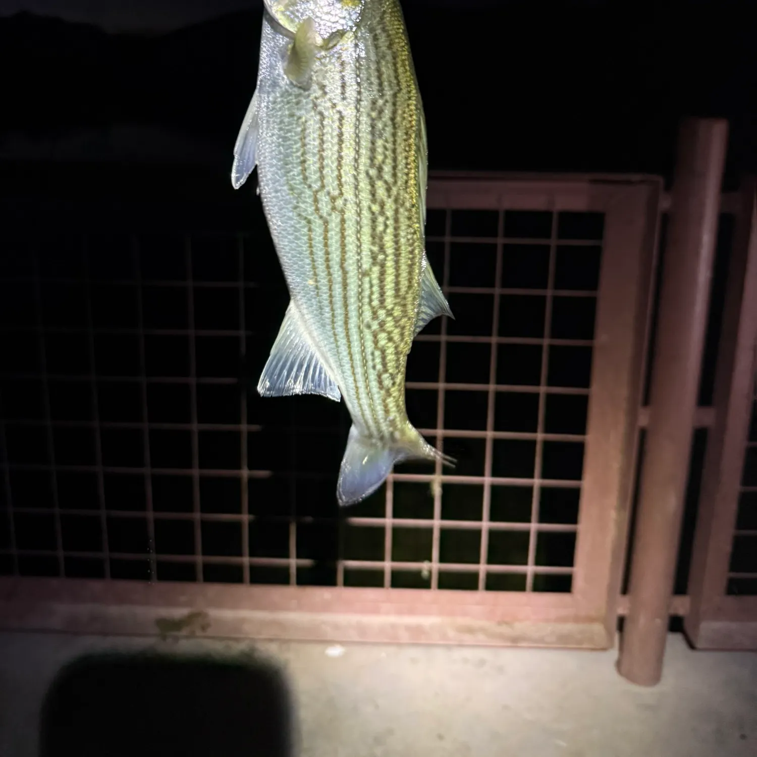 Striped bass caught on Fishbrain
