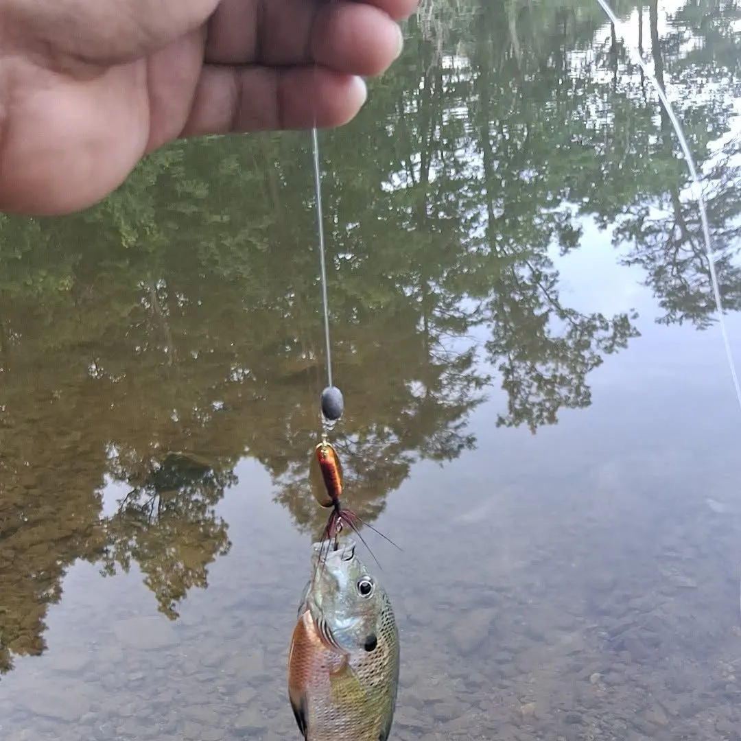 Fish caught on Fishbrain