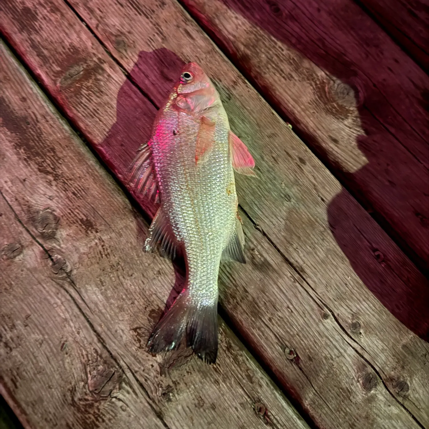 White perch caught on Fishbrain