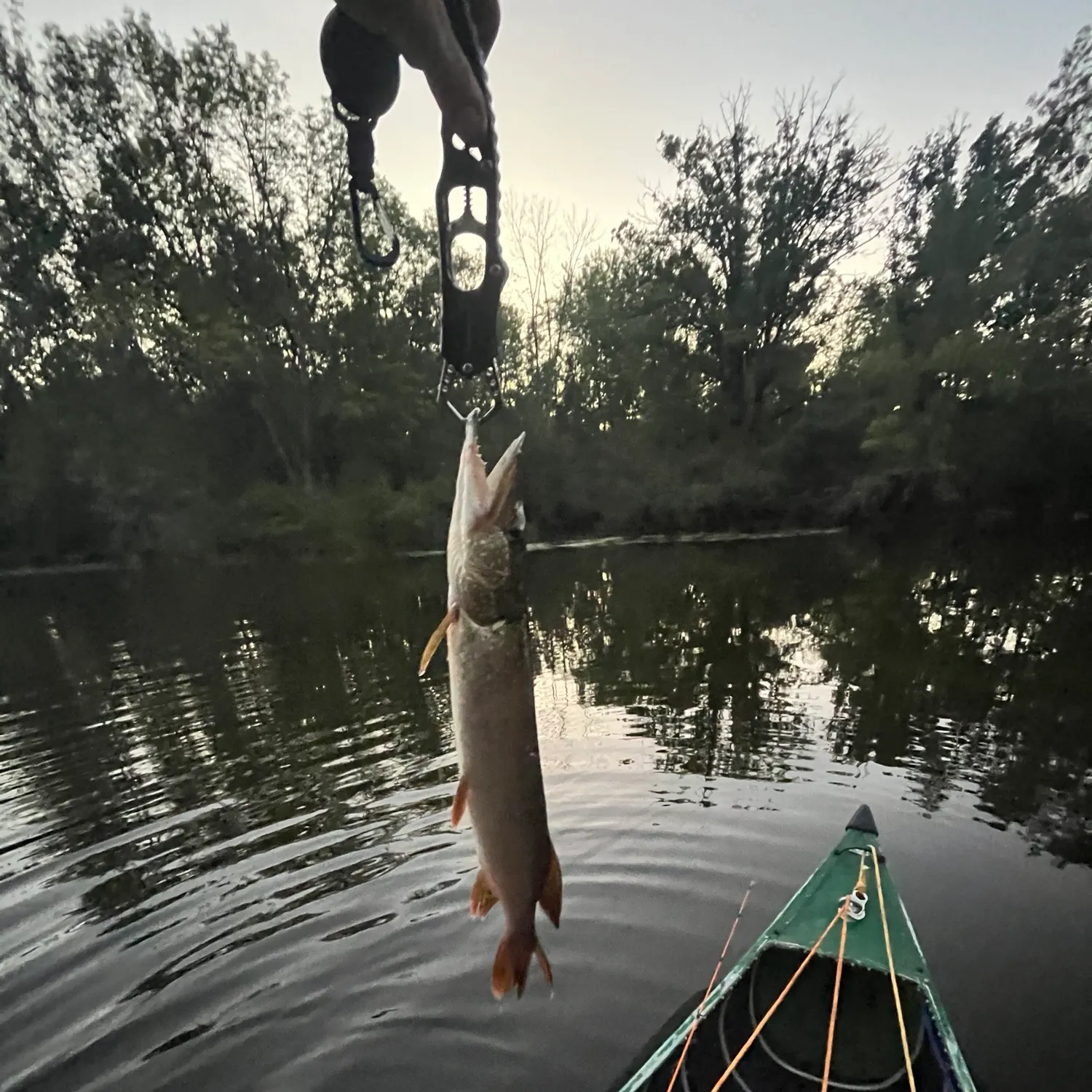 Northern pike caught on Fishbrain