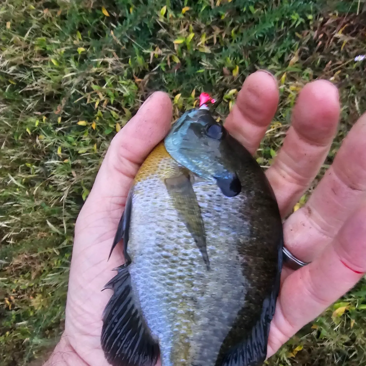 Bluegill caught on Fishbrain