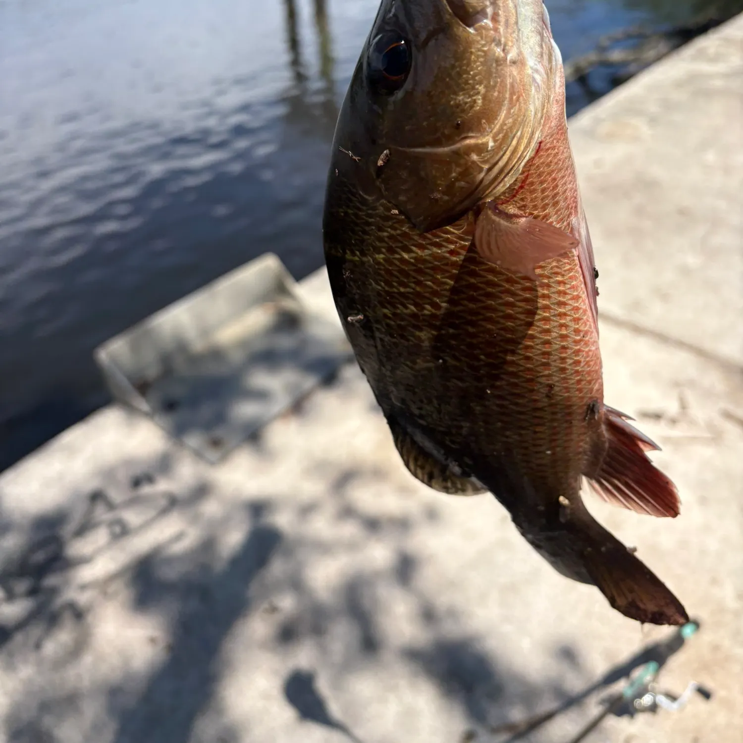 The most recent Mangrove snapper catches on Fishbrain