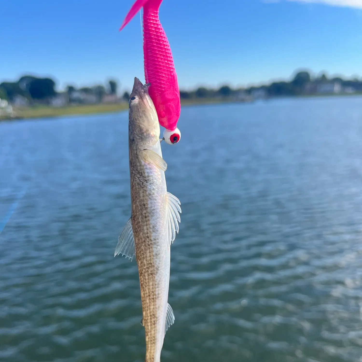 Inshore lizardfish caught on Fishbrain