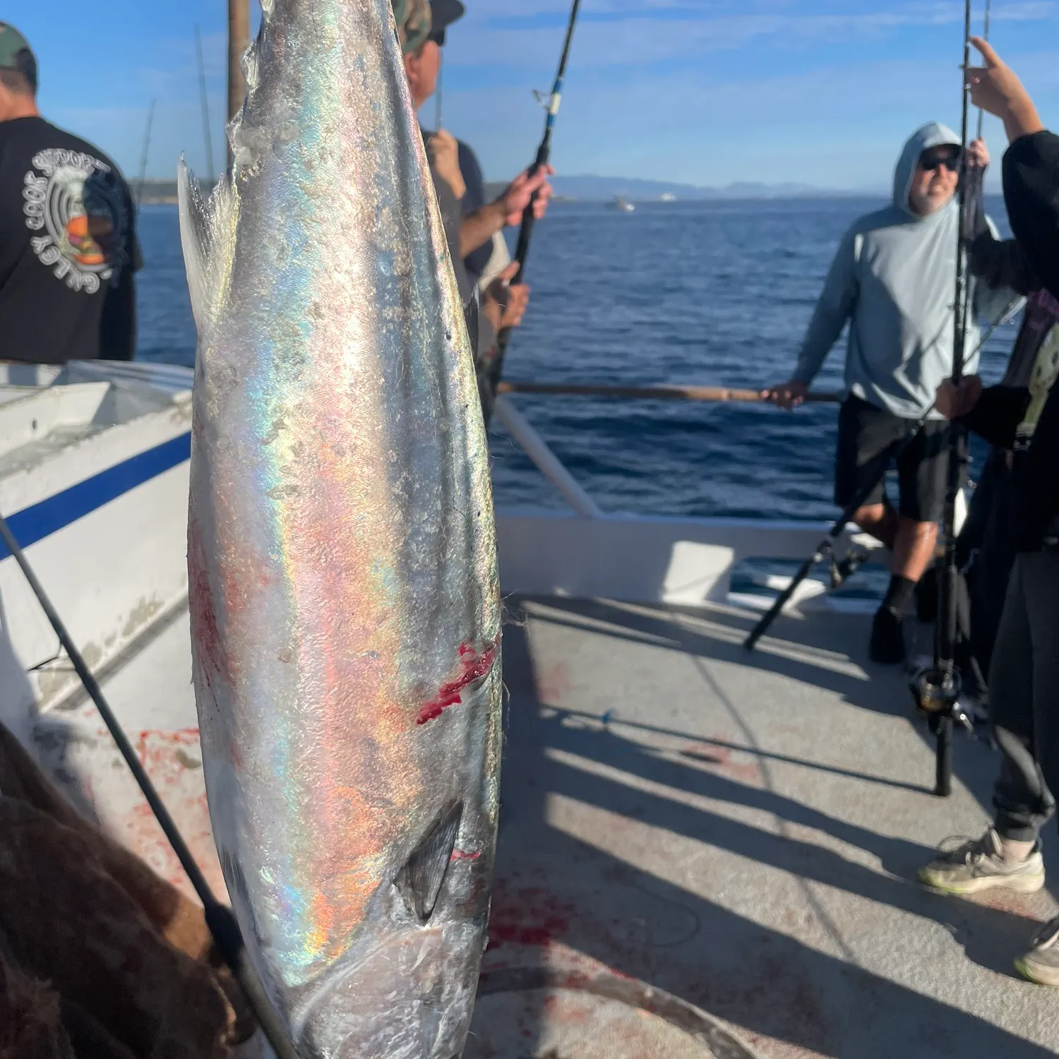 The most recent Eastern Pacific bonito catches on Fishbrain