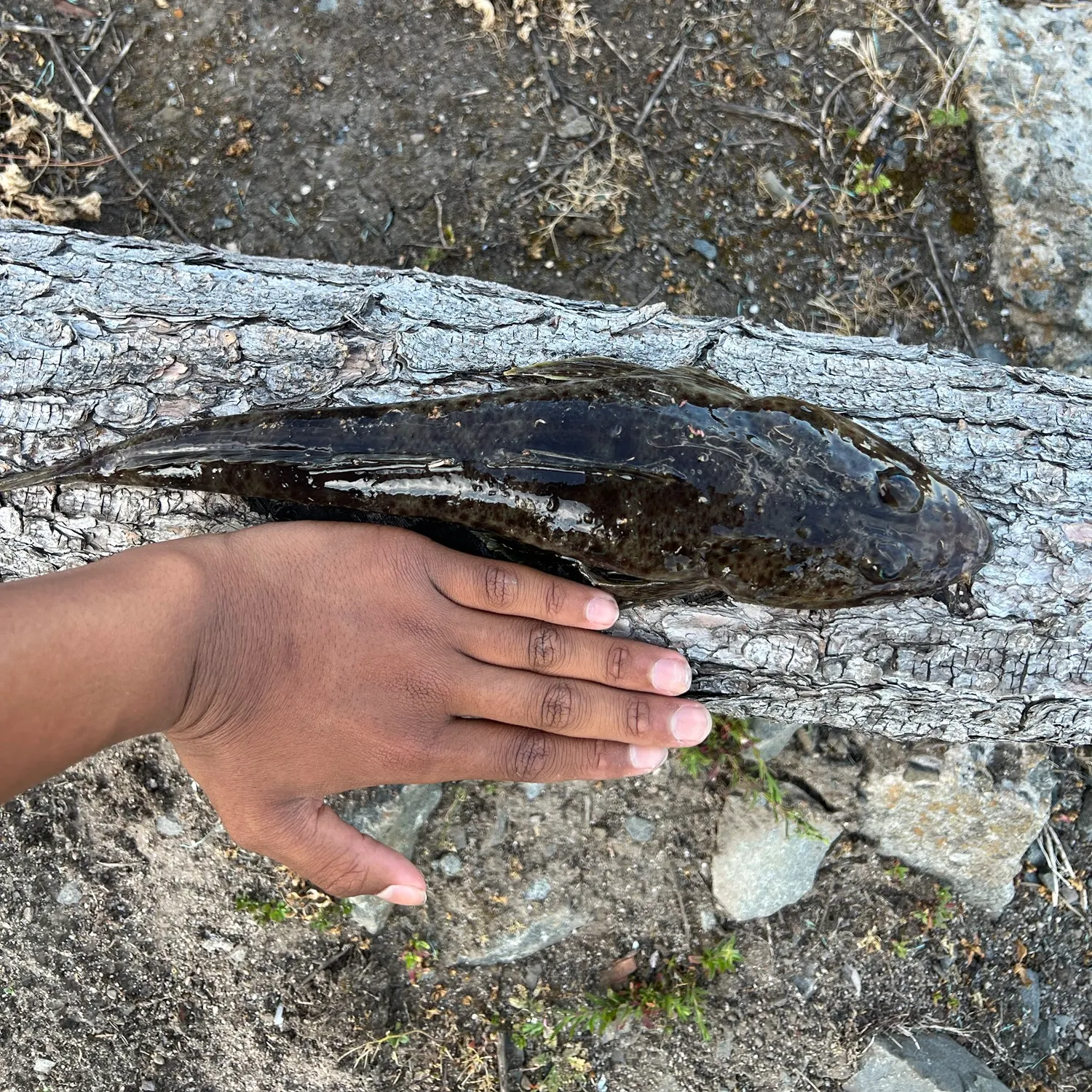 Sand flathead caught on Fishbrain