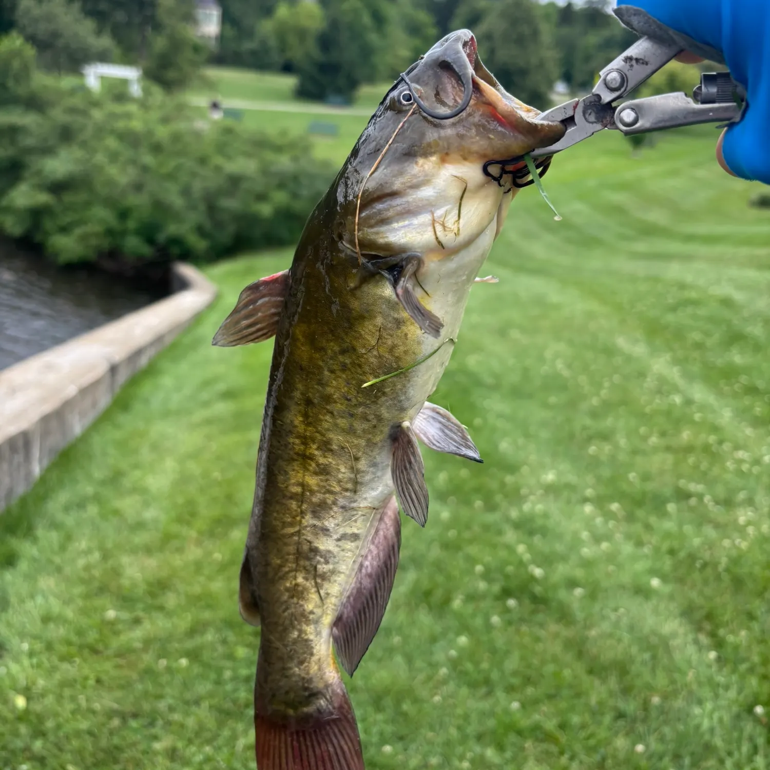 The most recent Brown bullhead catches on Fishbrain