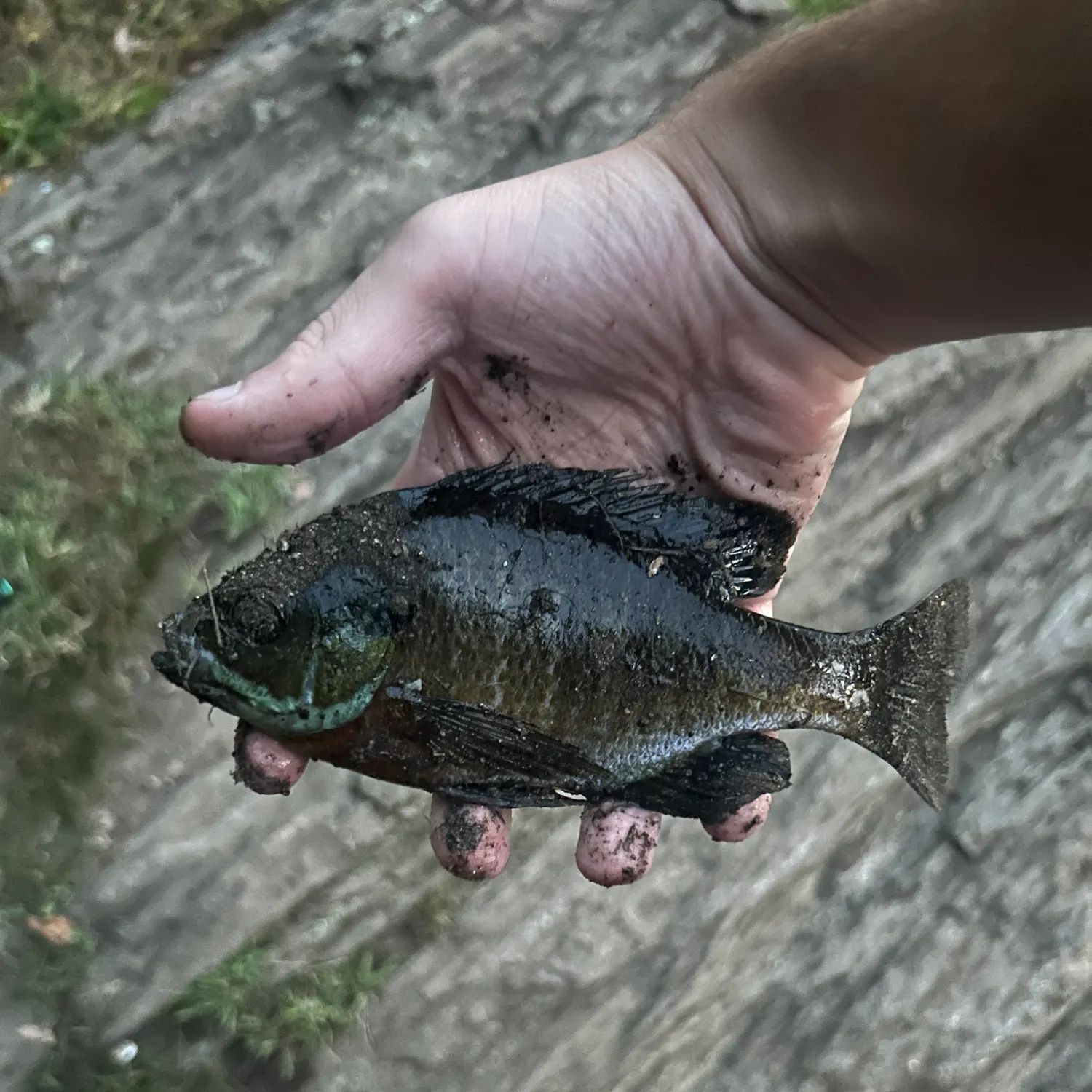 Bluegill caught on Fishbrain