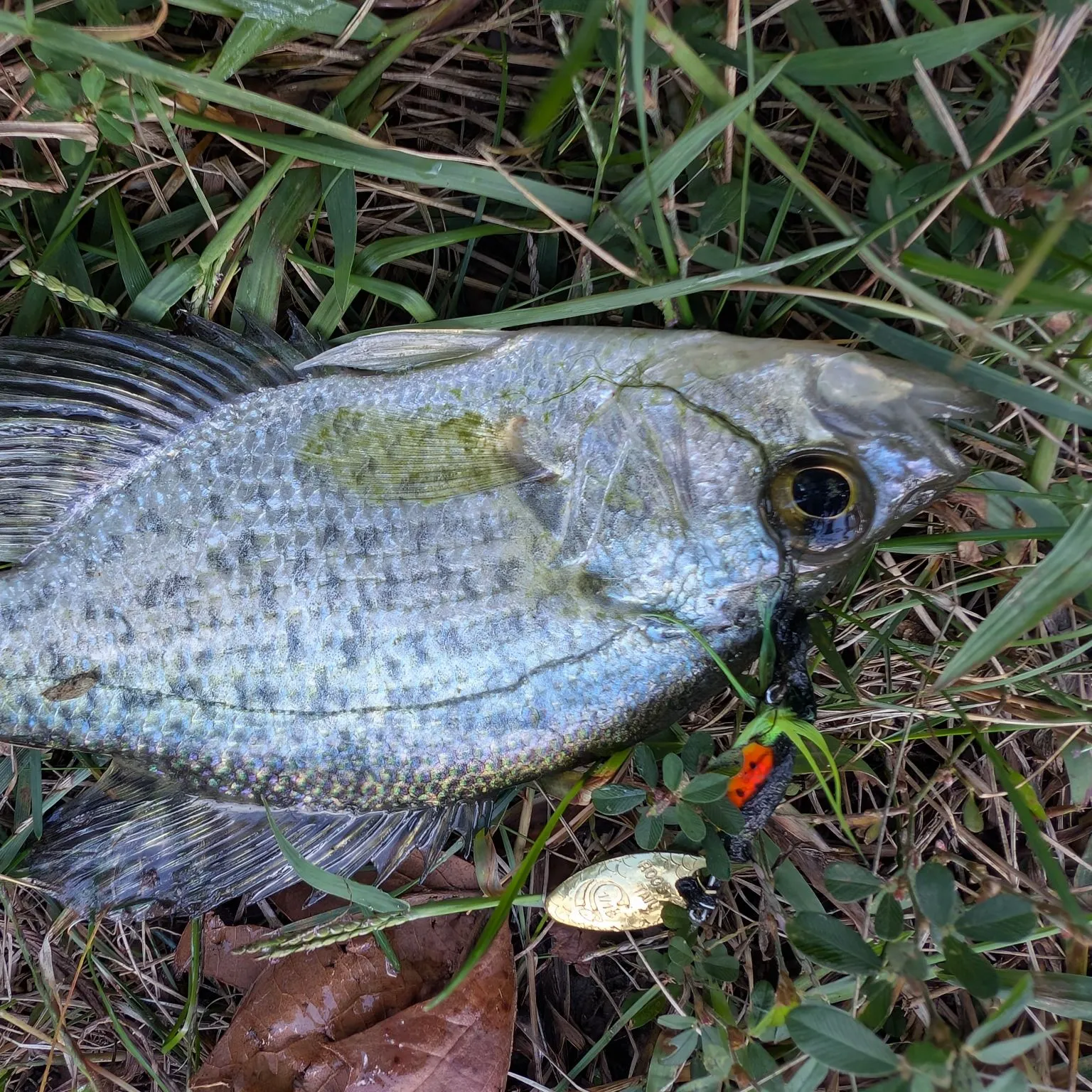 Black crappie caught on Fishbrain