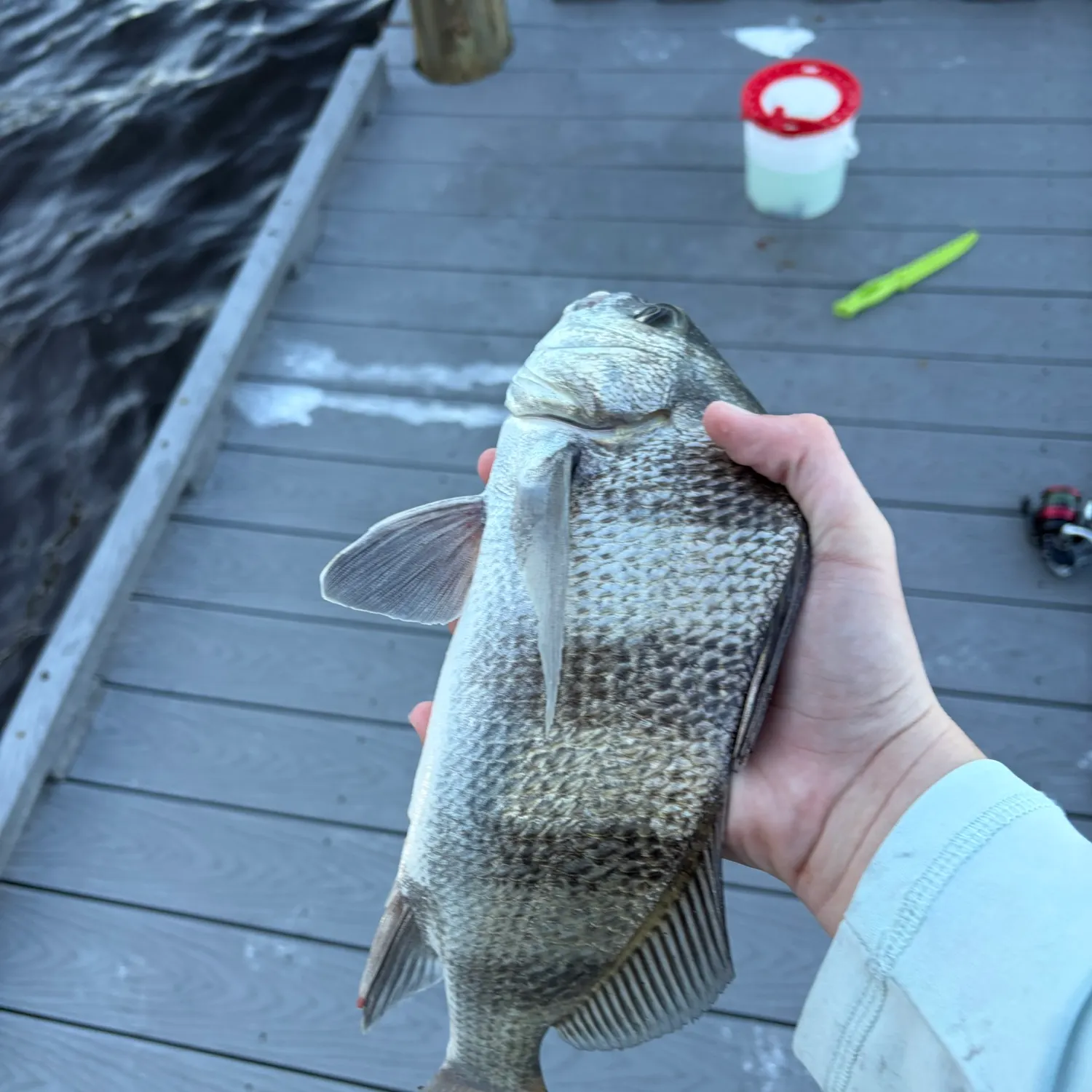 Black drum caught on Fishbrain
