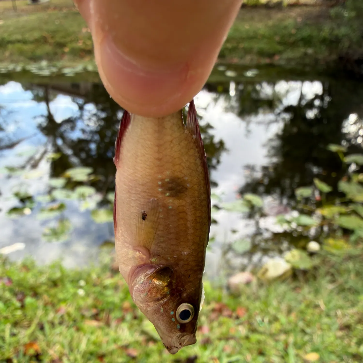 The most recent African Jewelfish catches on Fishbrain