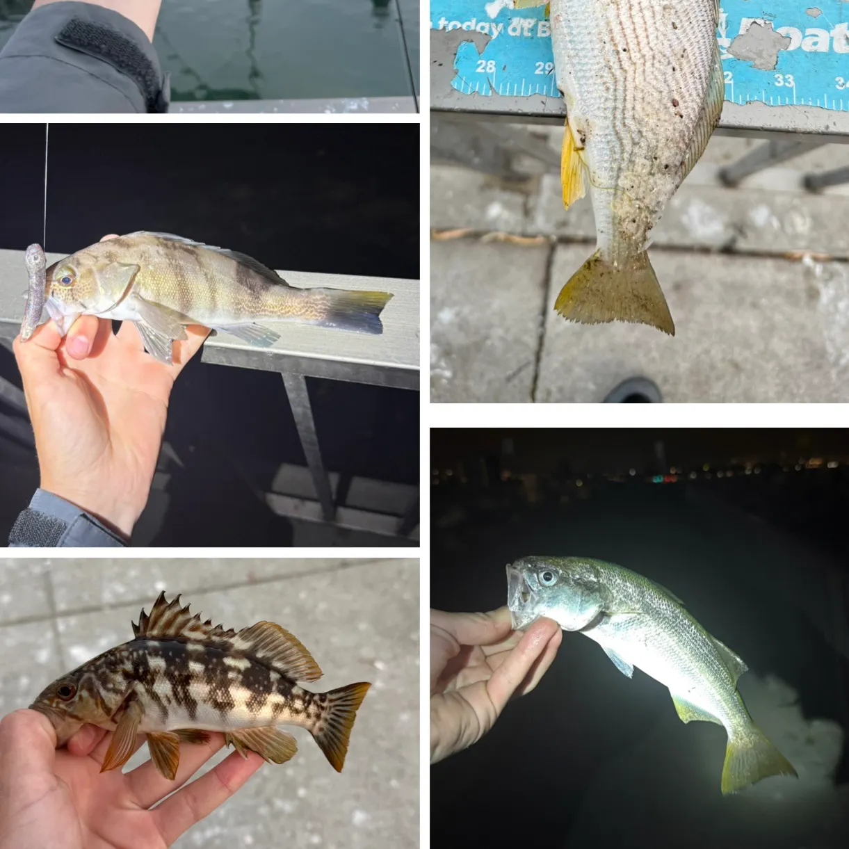 recently logged catches