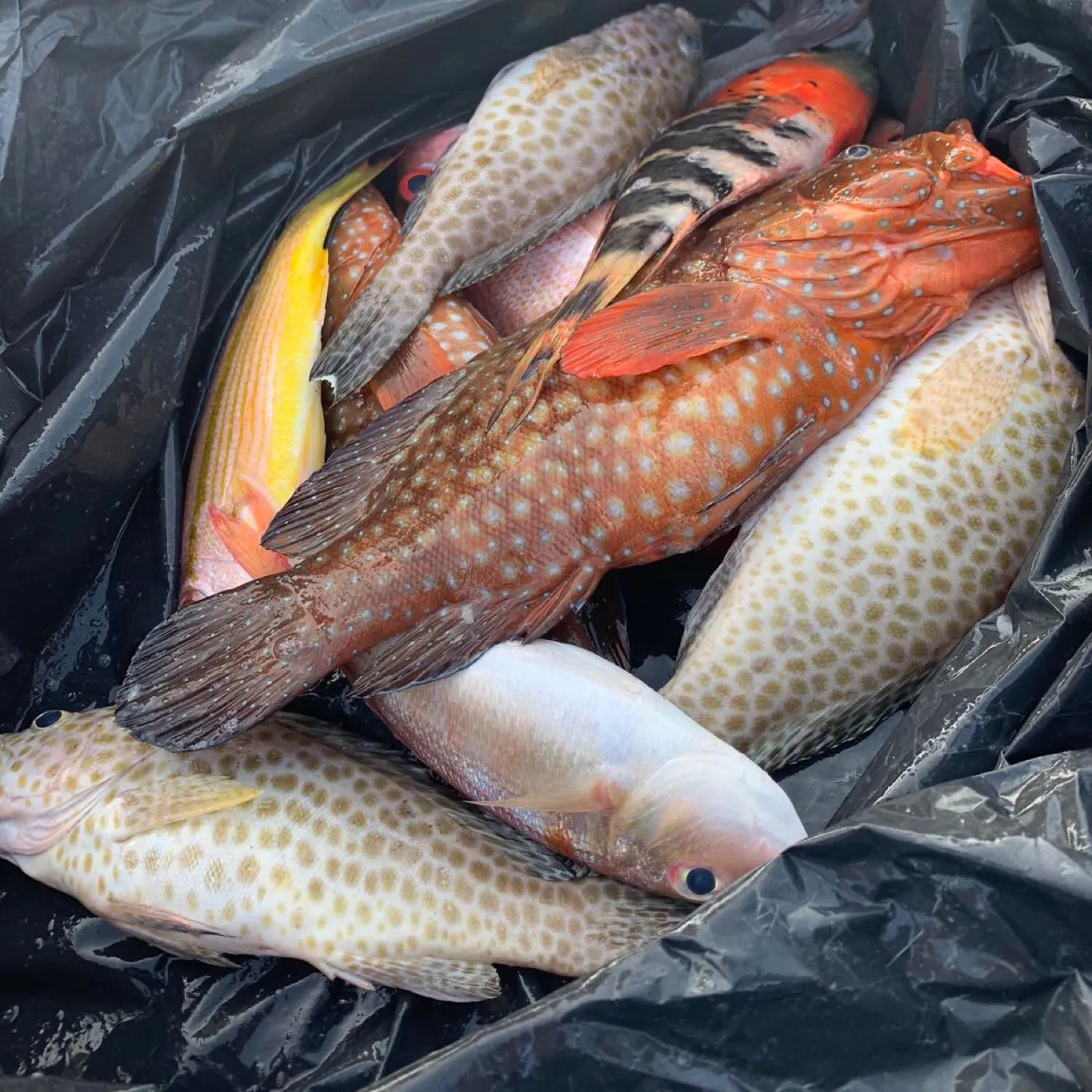 recently logged catches