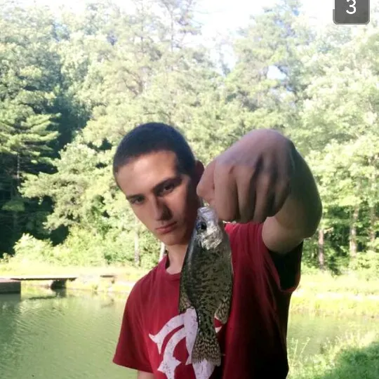 Black crappie caught on Fishbrain