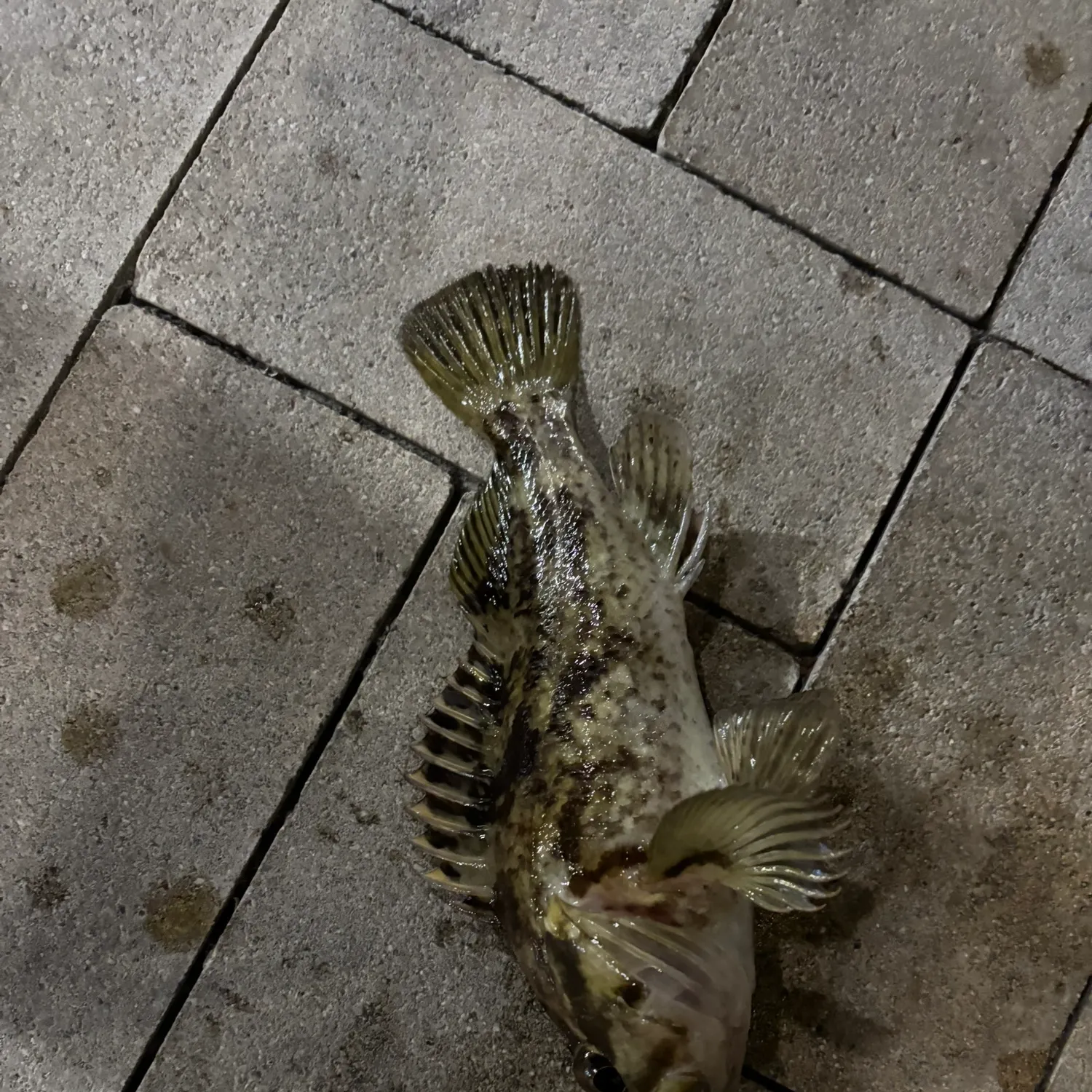 The most recent Grass rockfish catches on Fishbrain