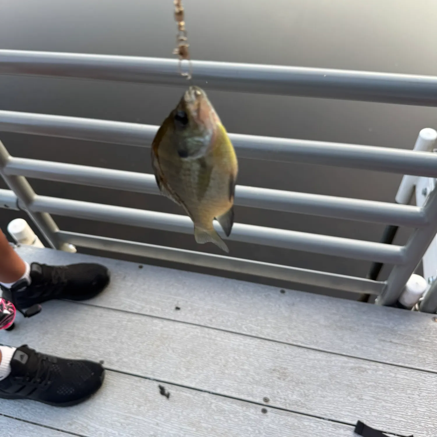 Fish caught on Fishbrain