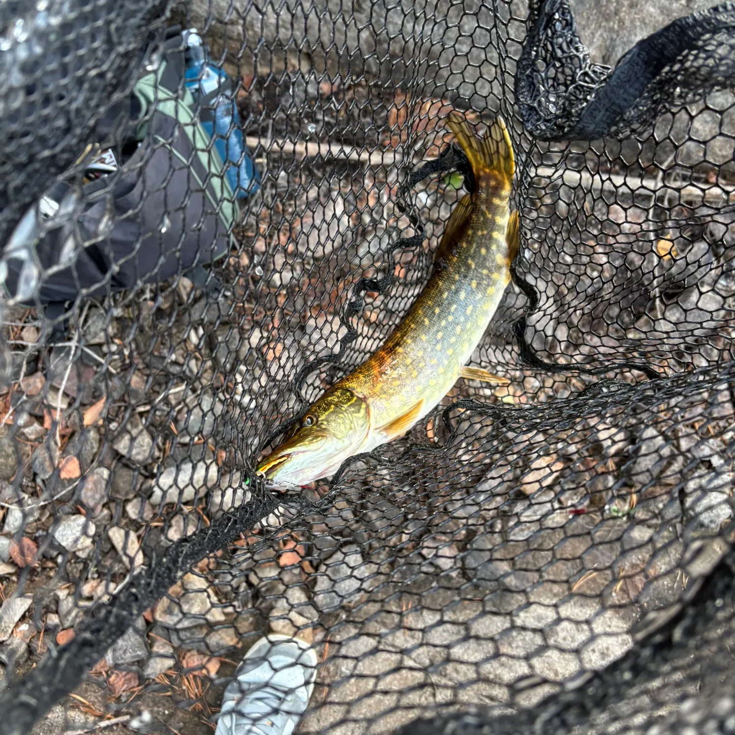 Northern pike caught on Fishbrain