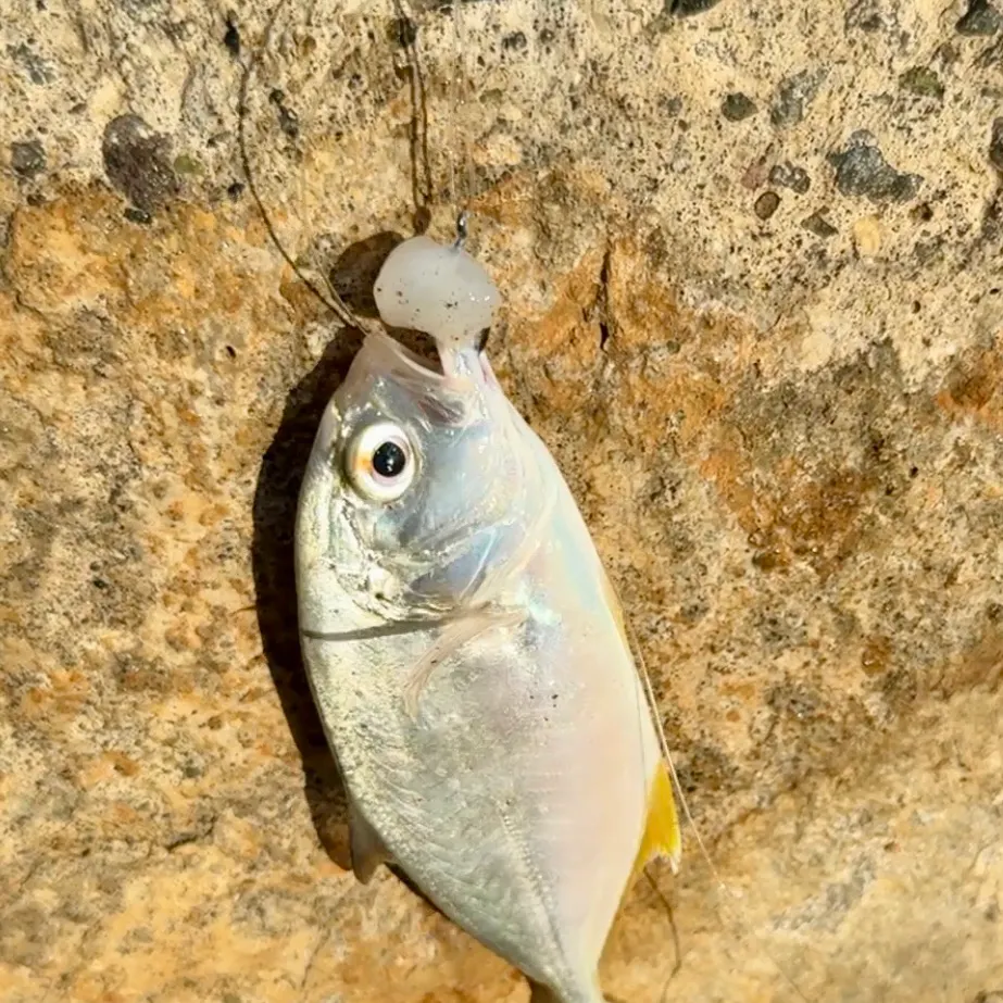 The most recent Horse-eye jack catches on Fishbrain