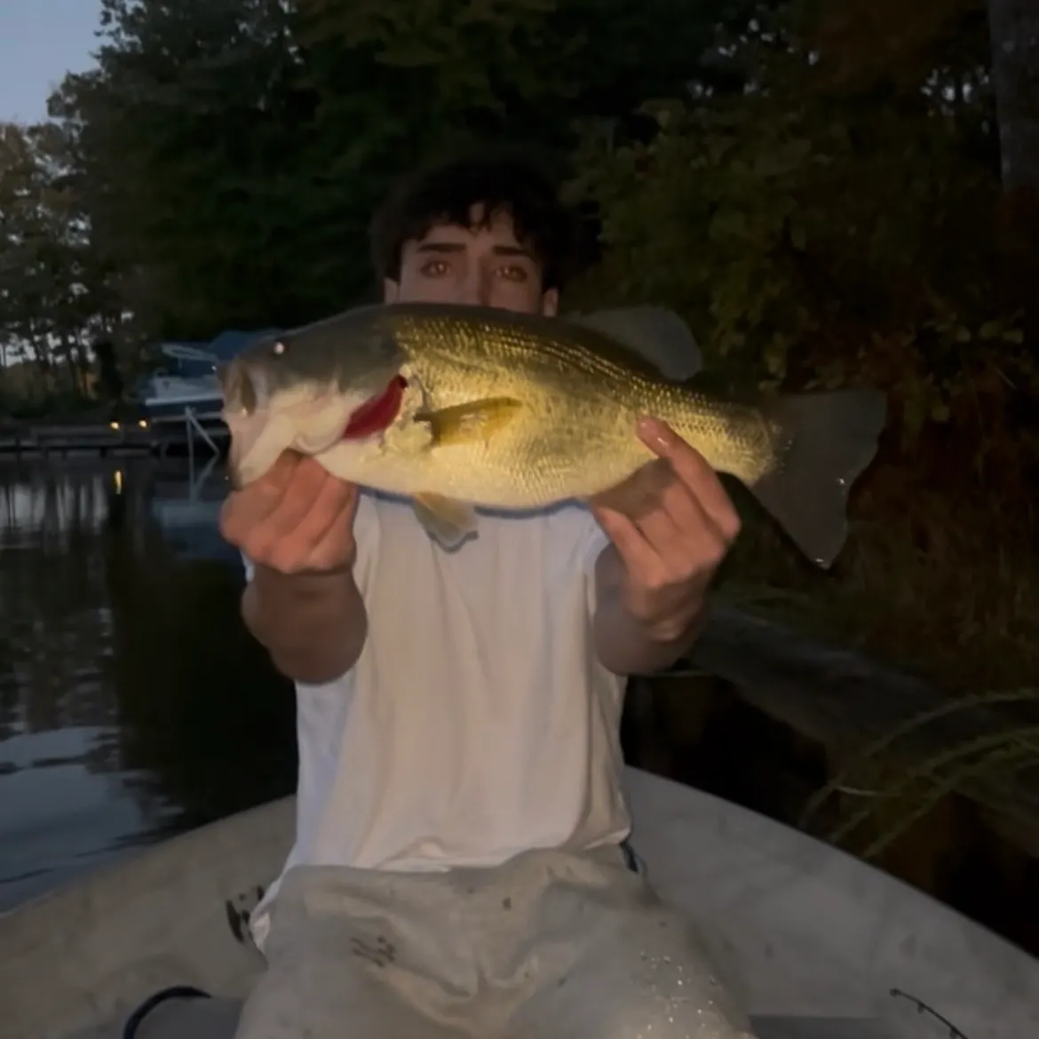 Largemouth bass caught on Fishbrain