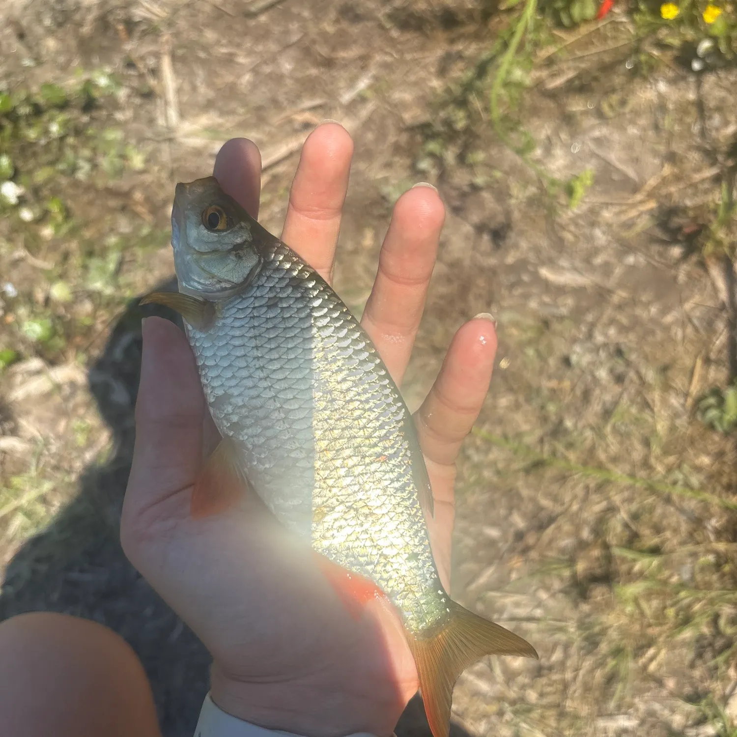 The most recent Common rudd catches on Fishbrain