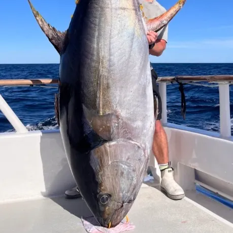 The most recent Yellowfin tuna catches on Fishbrain
