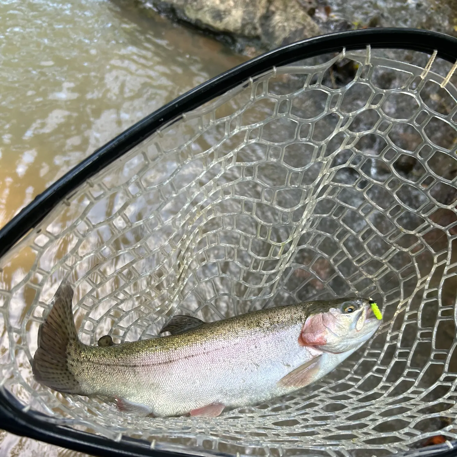 Rainbow trout caught on Fishbrain