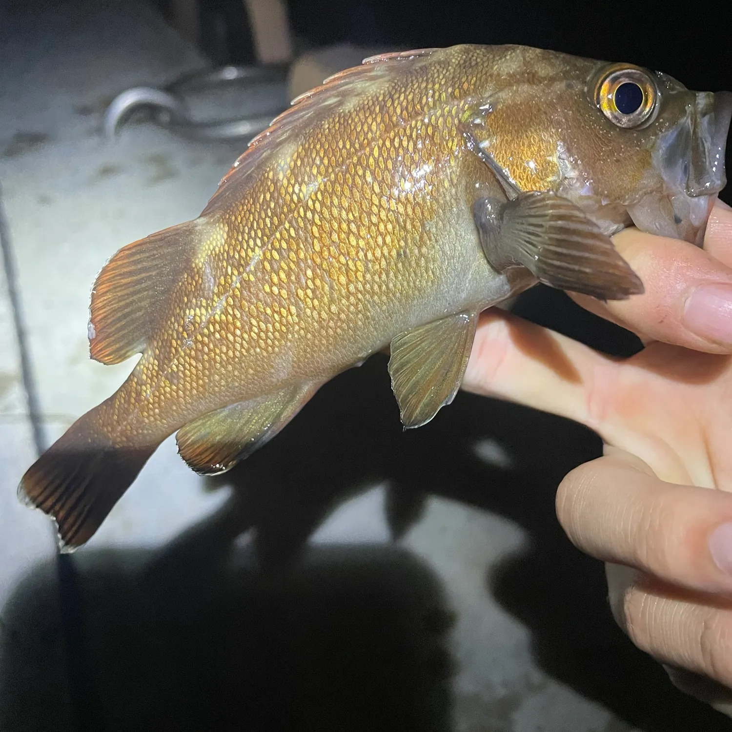 Fishing for Black rockfish near you