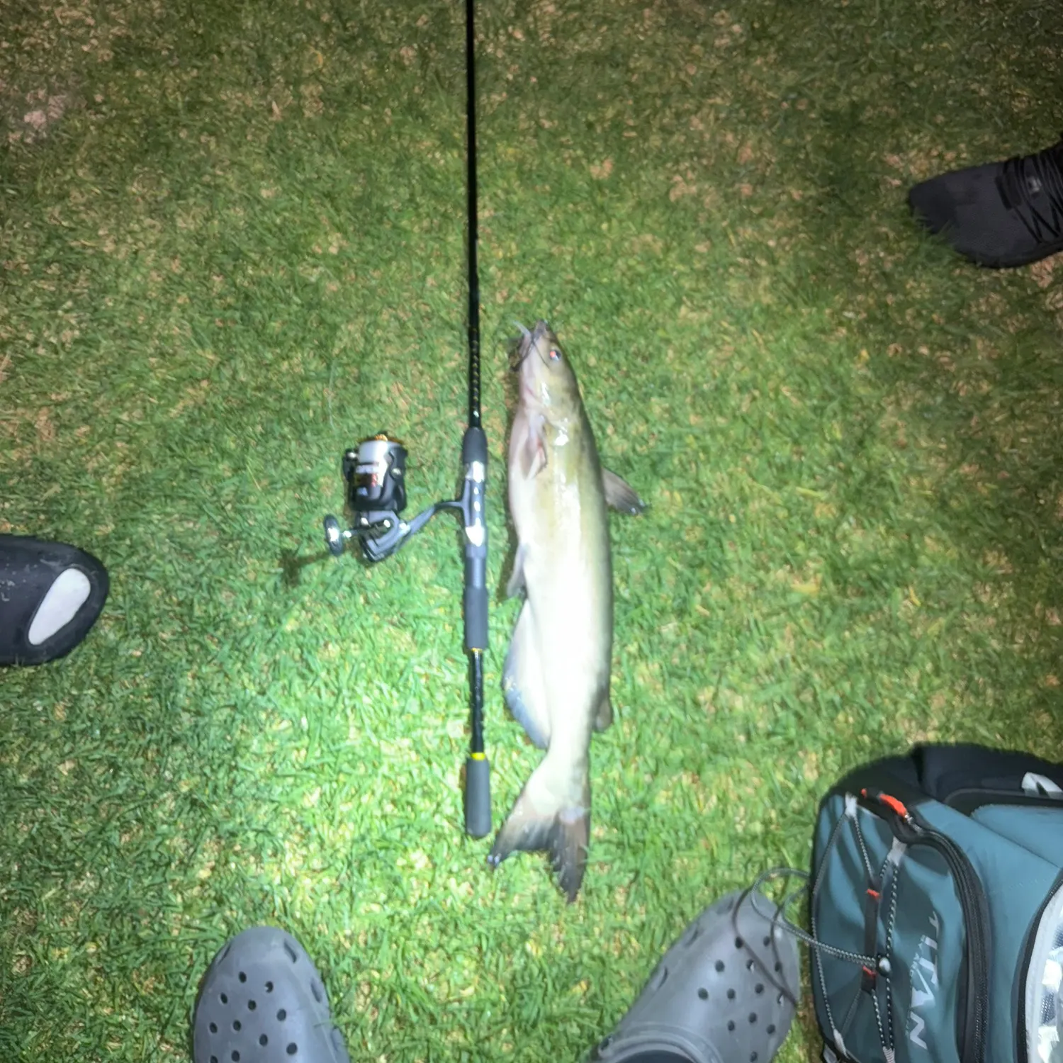 Channel catfish caught on Fishbrain