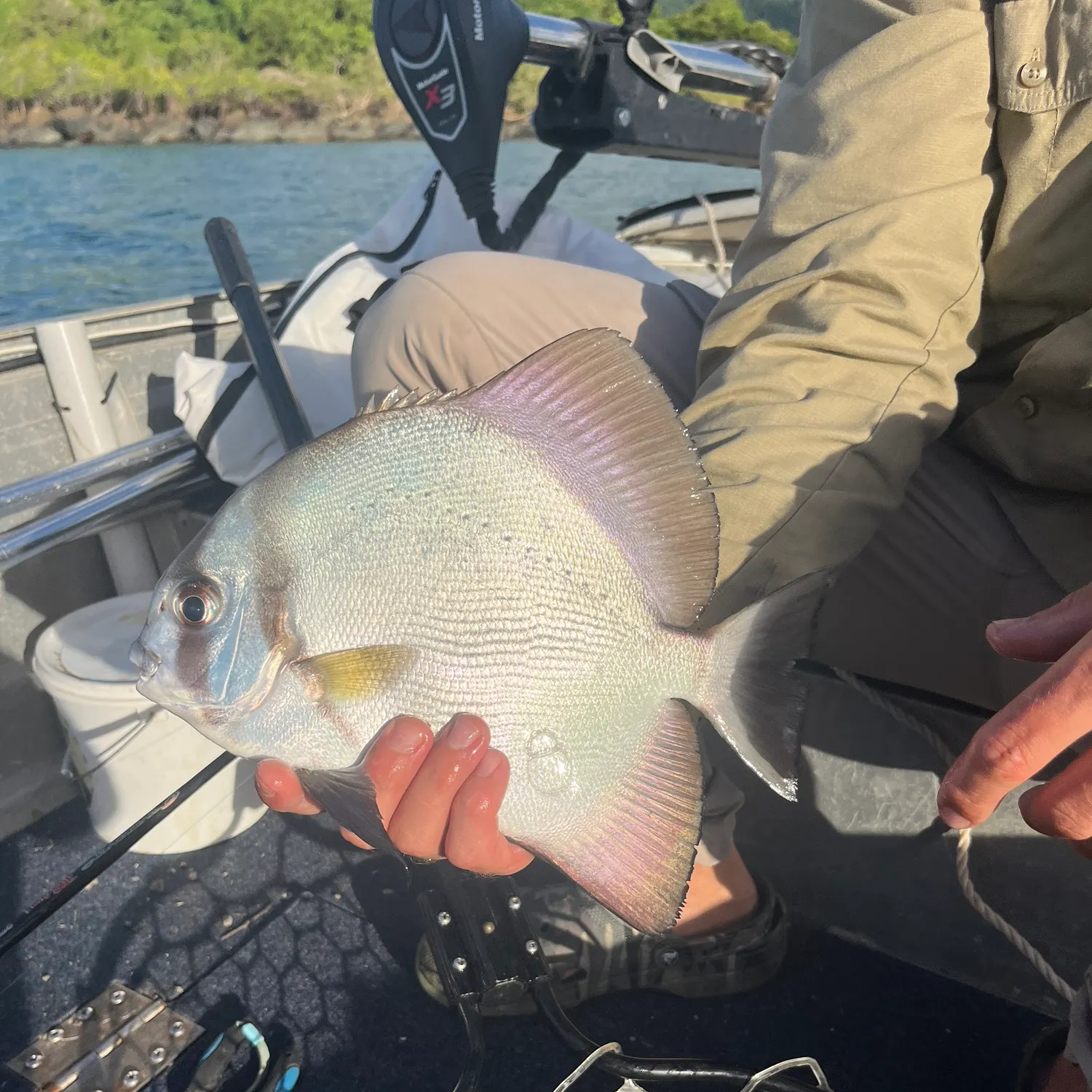 The most recent Tiera batfish catches on Fishbrain