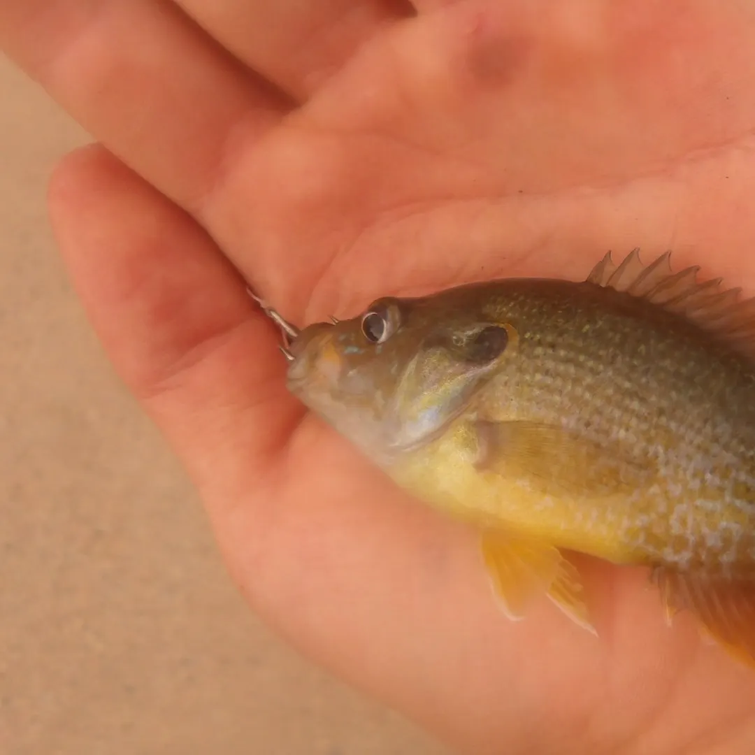 Green sunfish caught on Fishbrain