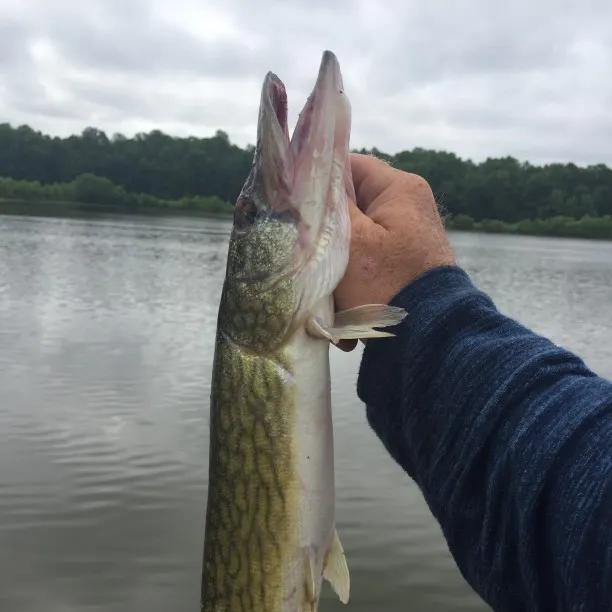 Chain pickerel caught on Fishbrain