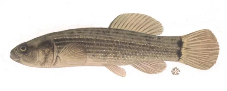 Baitfish