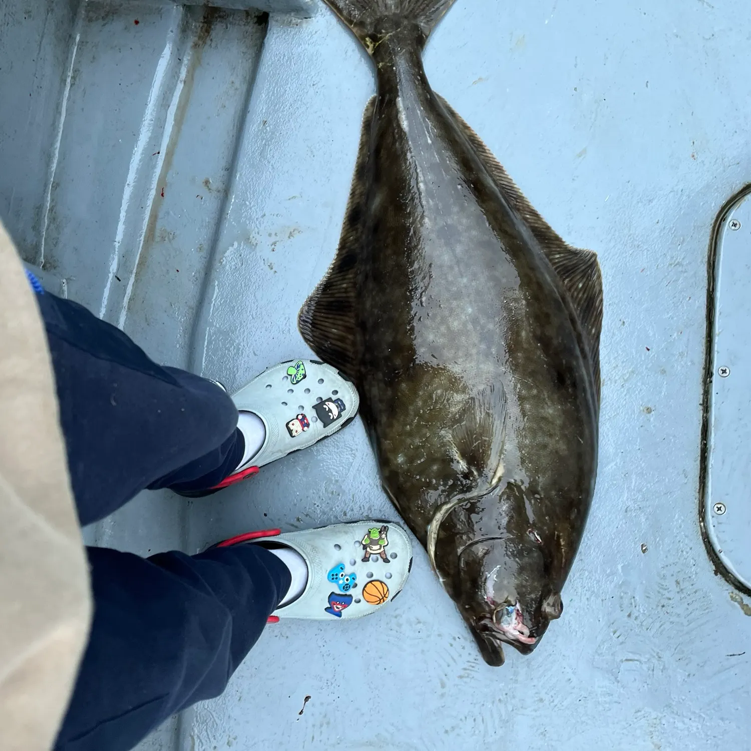 The most recent Pacific halibut catches on Fishbrain