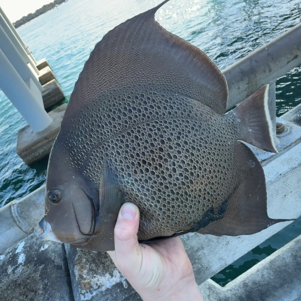 The most recent Gray angelfish catches on Fishbrain