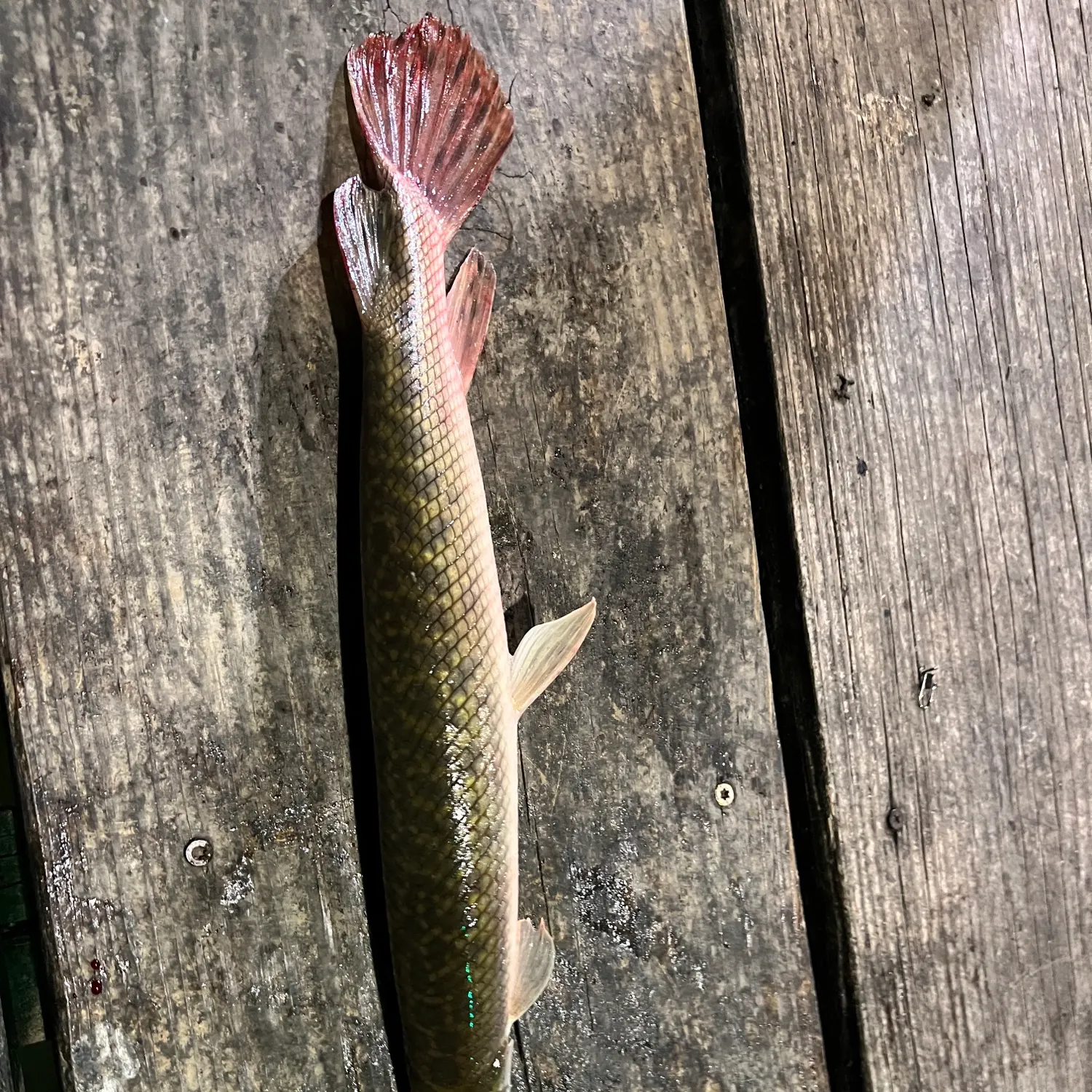 Spotted gar caught on Fishbrain