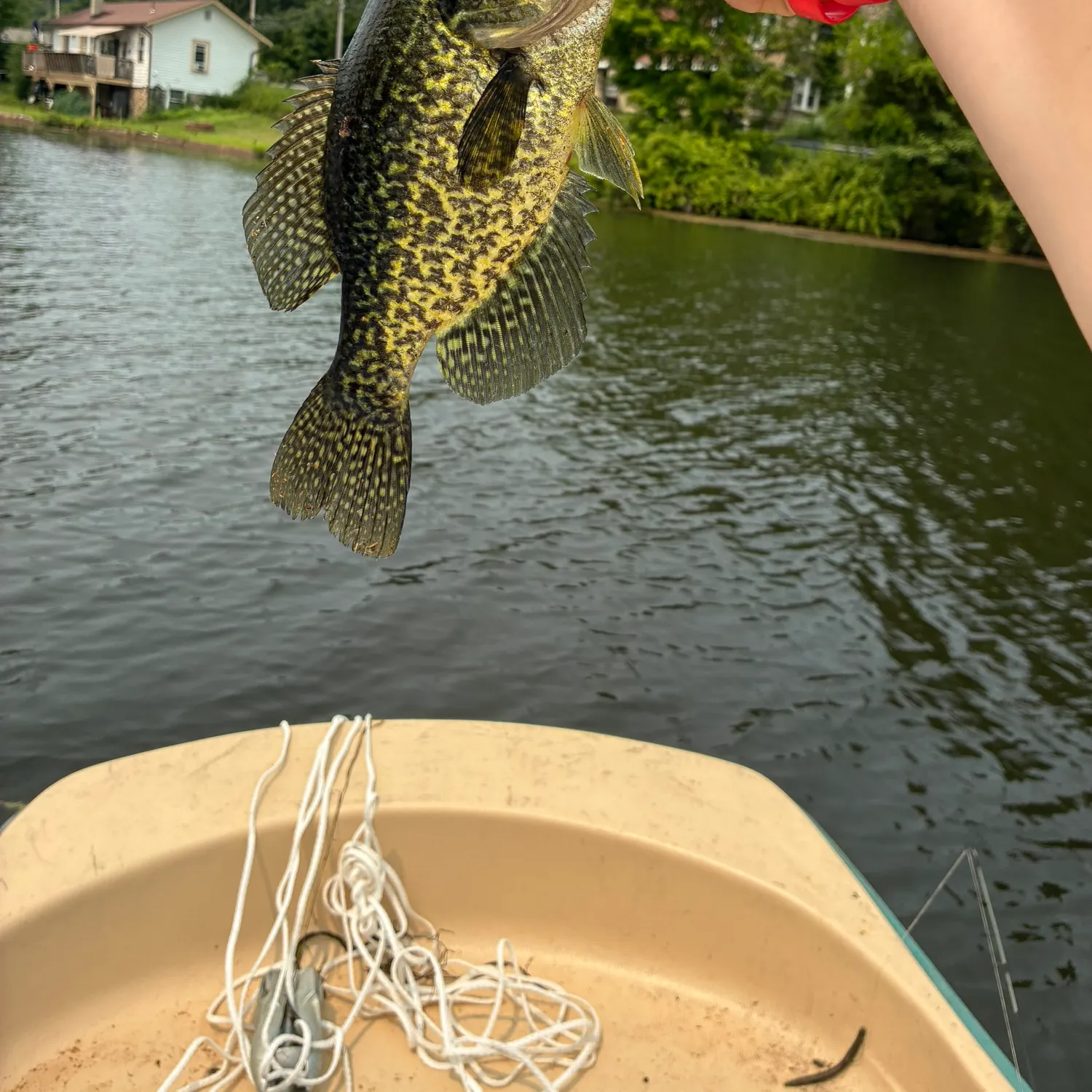 recently logged catches