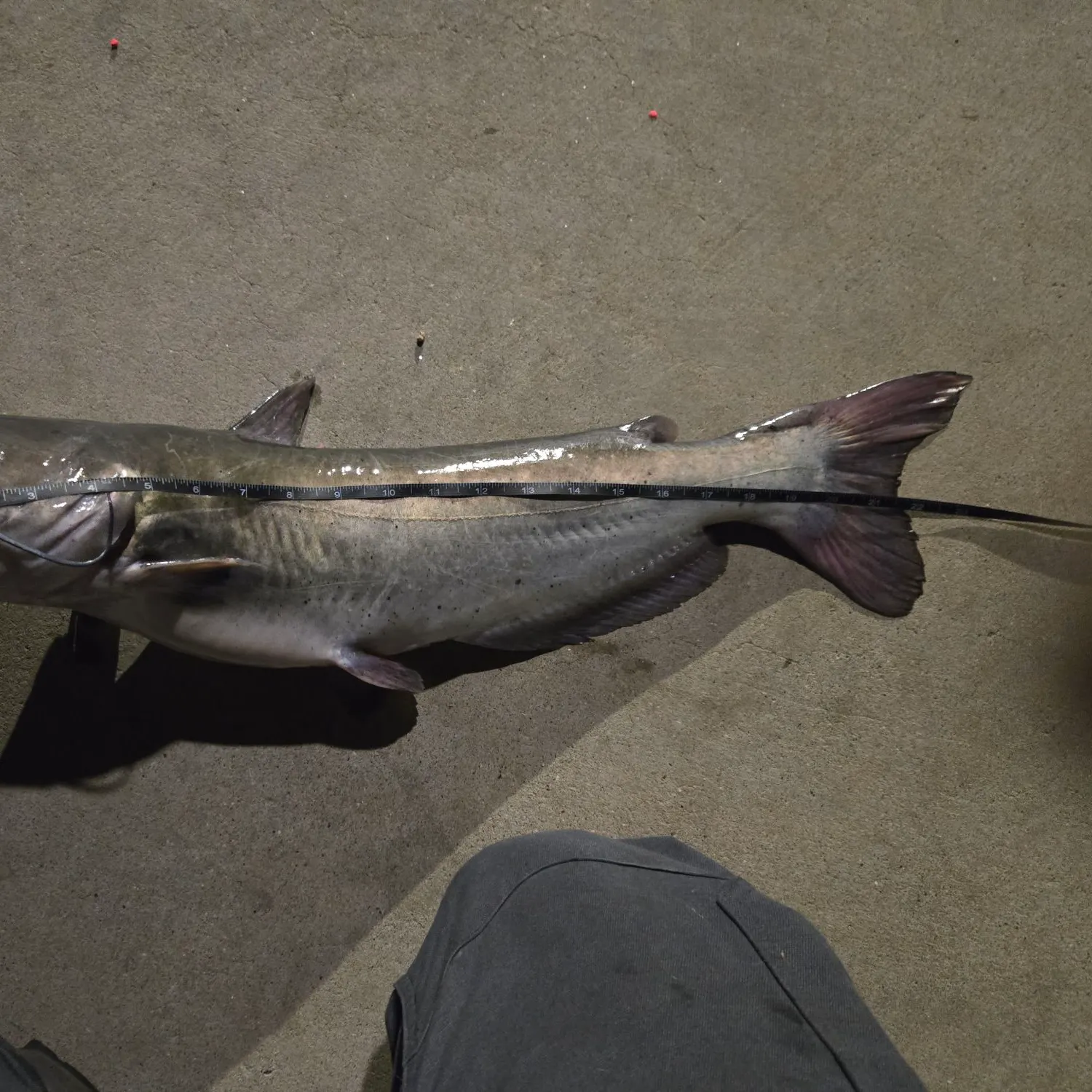 Channel catfish caught on Fishbrain