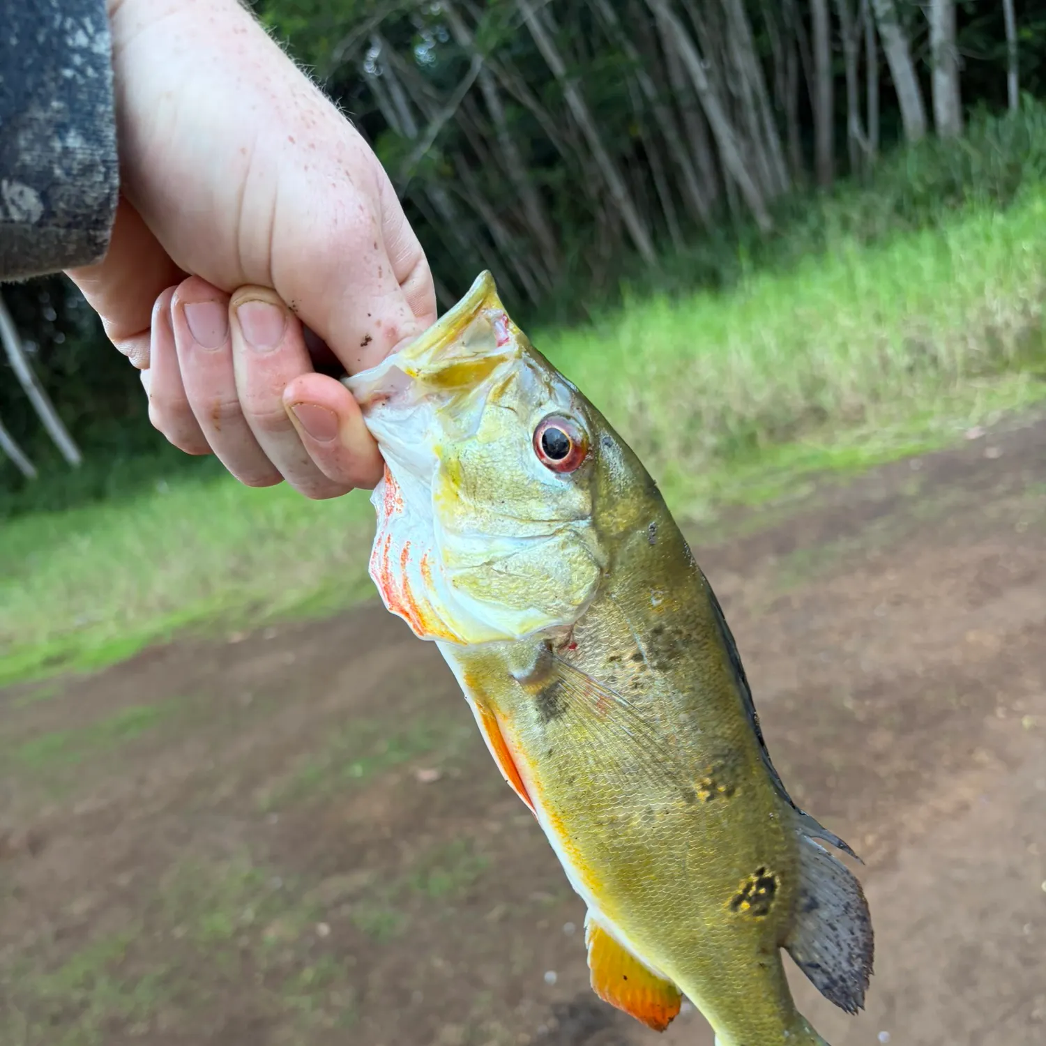 catch