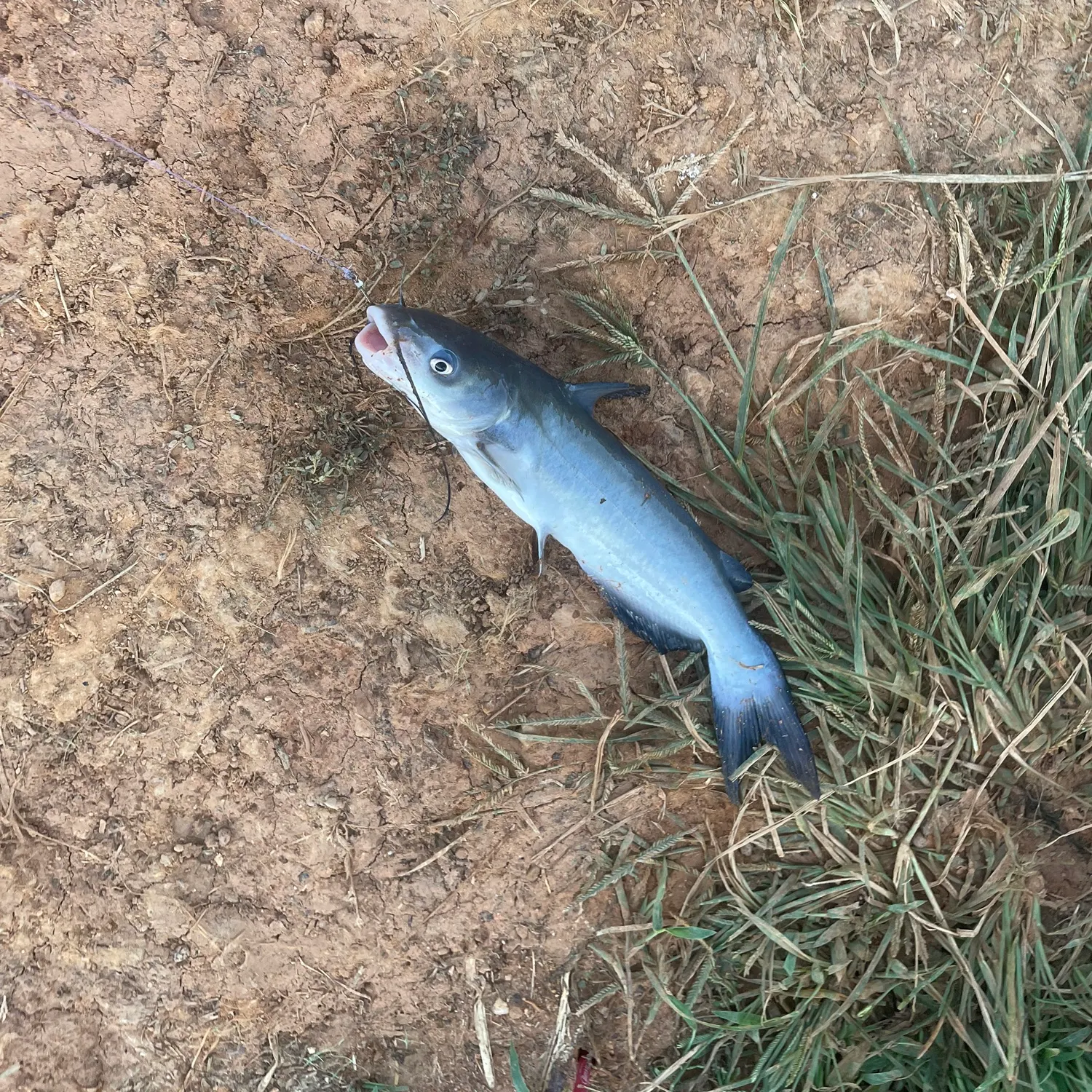 Channel catfish caught on Fishbrain