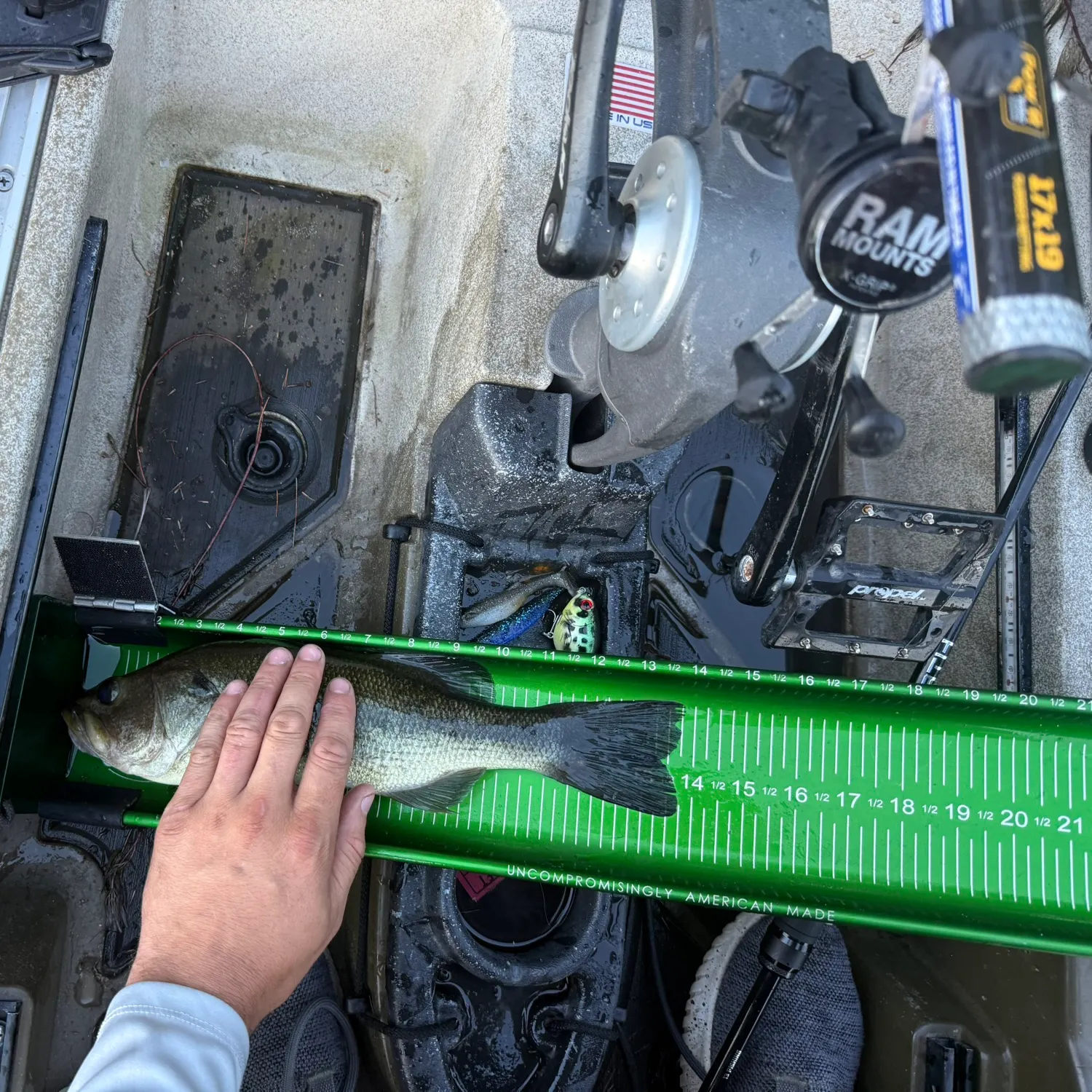 Largemouth bass caught on Fishbrain