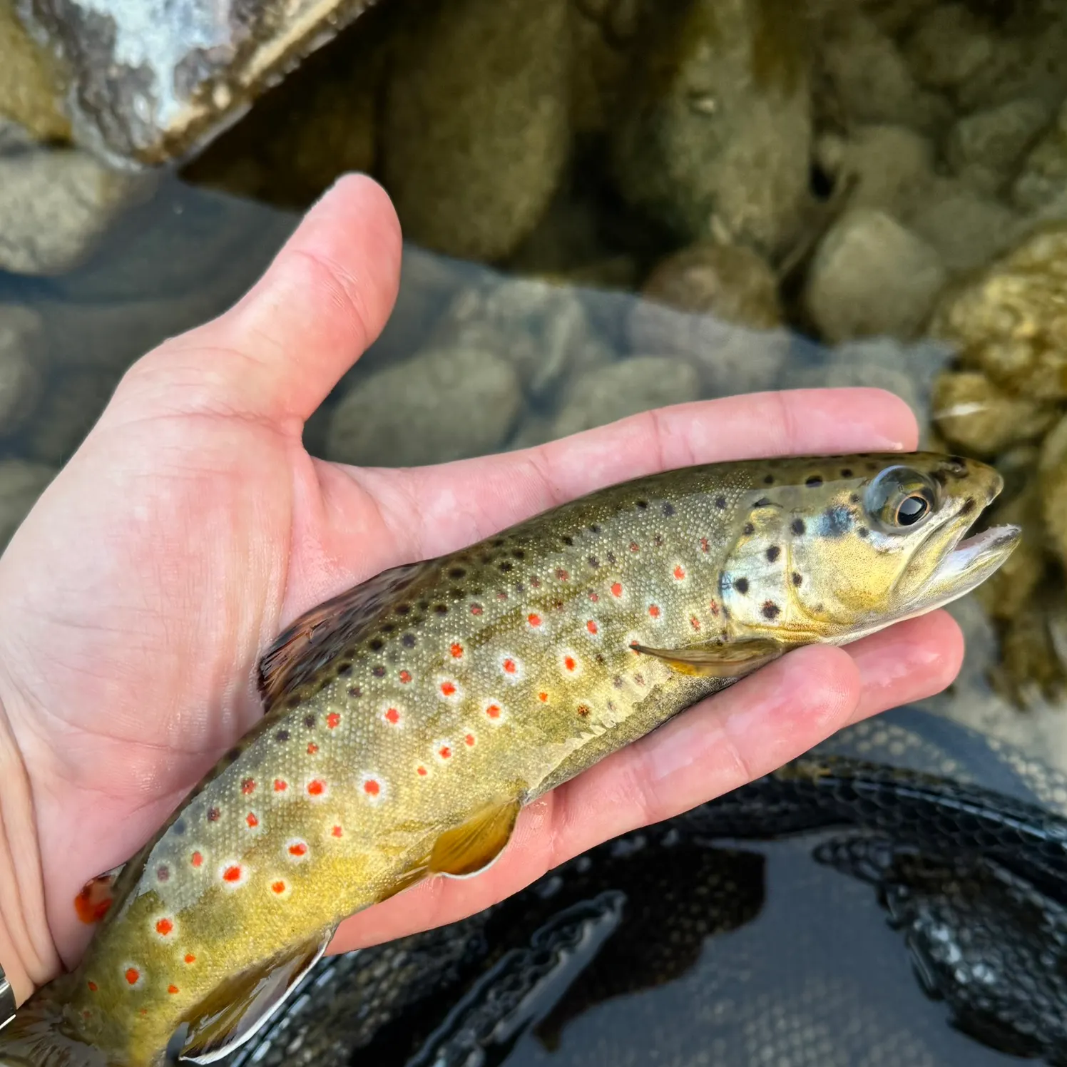 Brown trout caught on Fishbrain