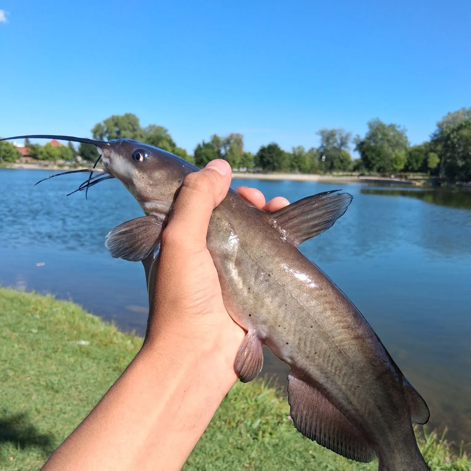 Channel catfish caught on Fishbrain
