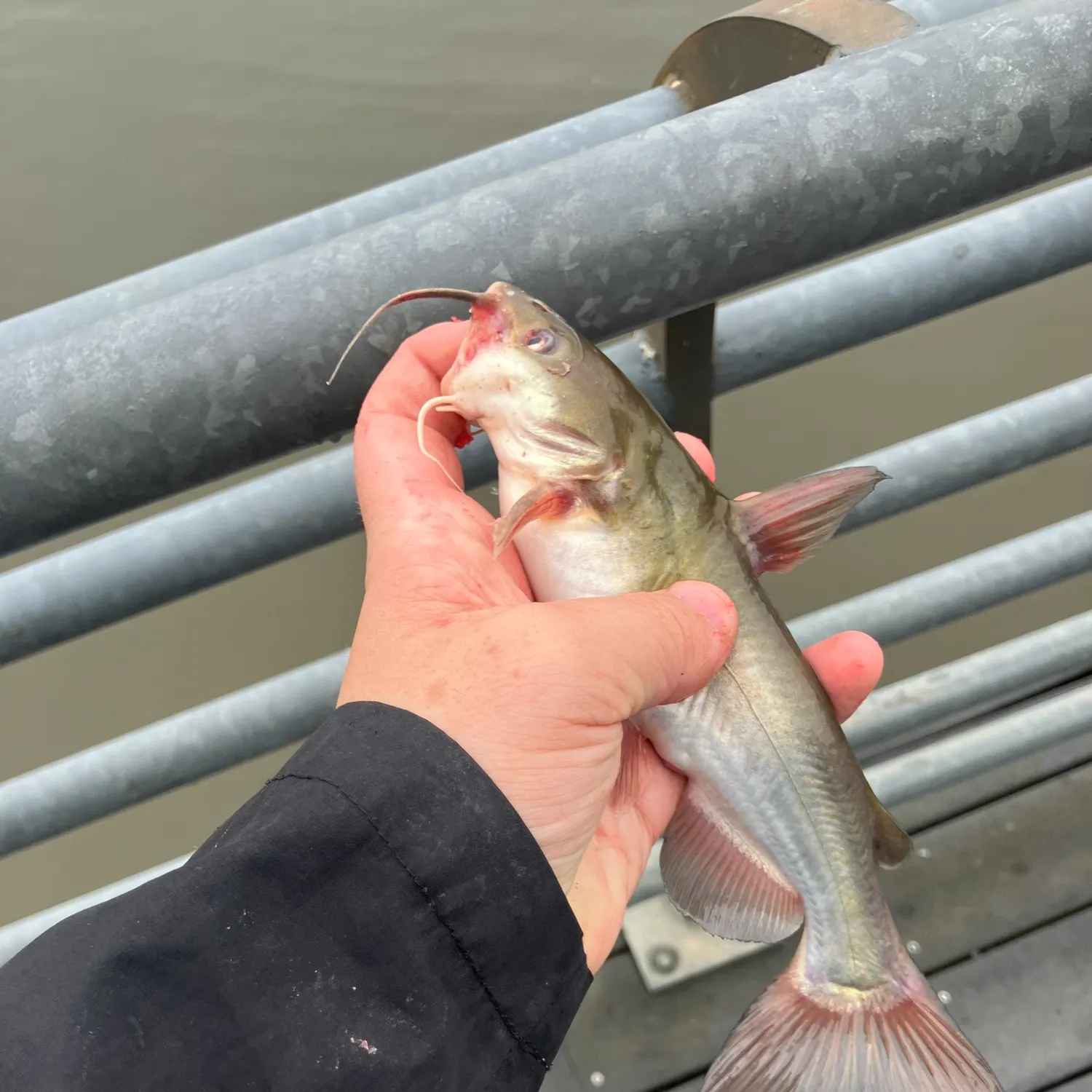 White bullhead caught on Fishbrain