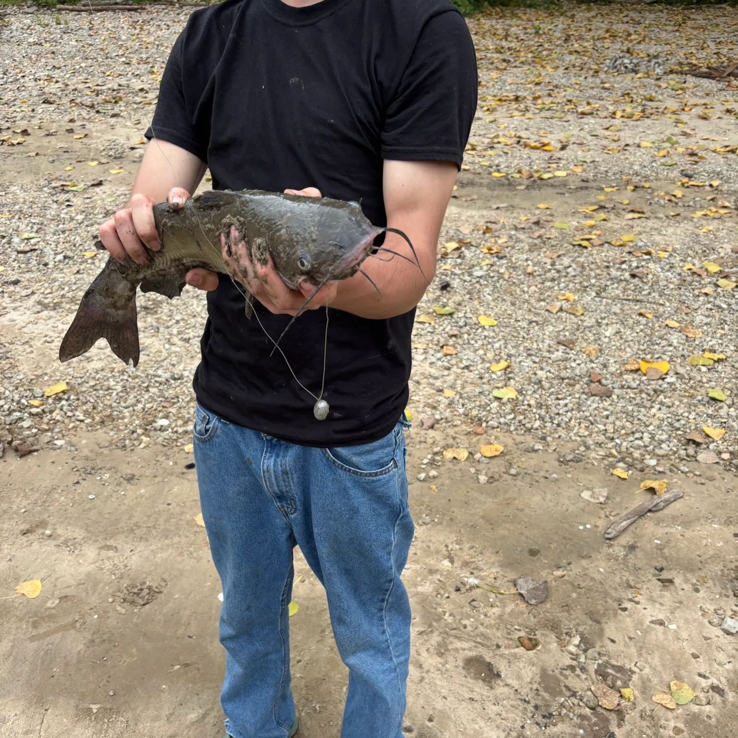 Channel catfish caught on Fishbrain