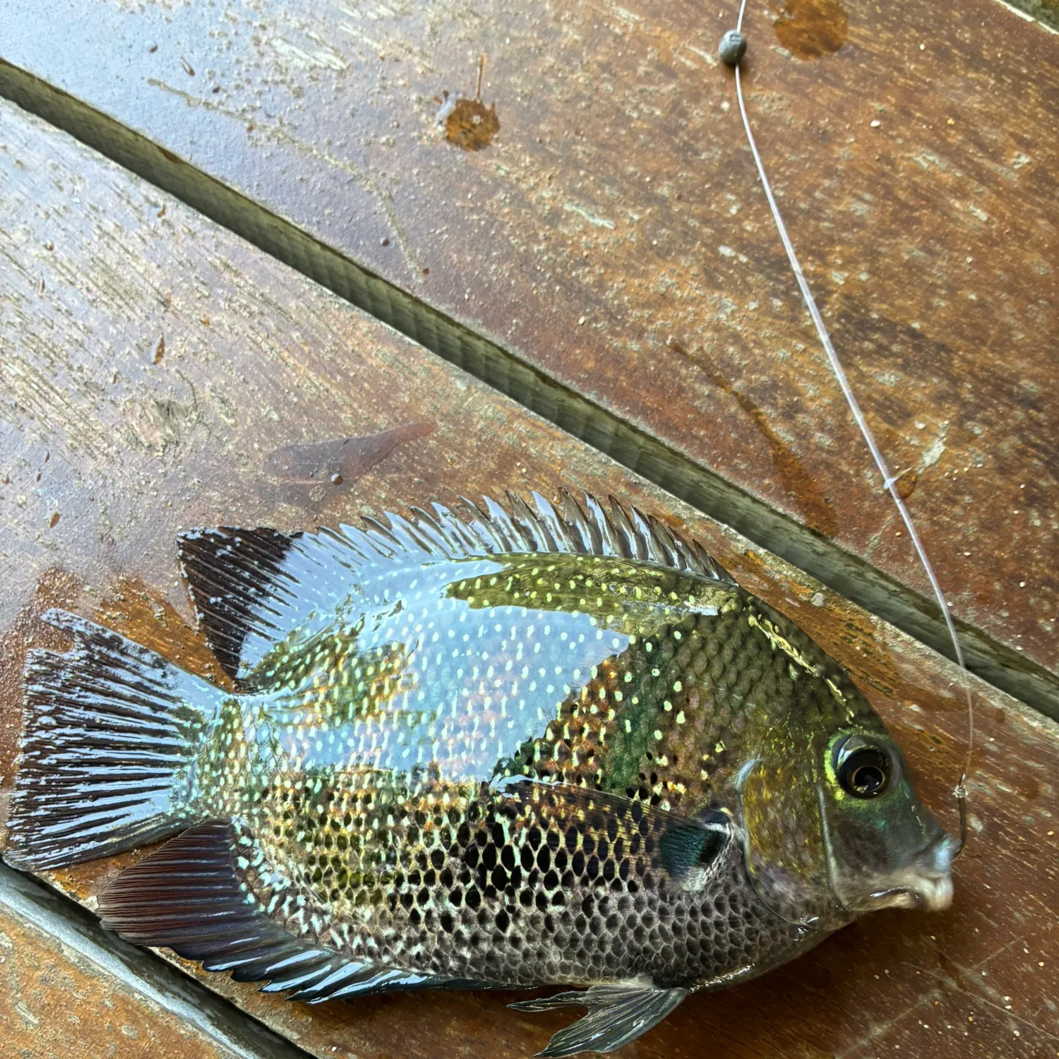 The most recent Banded tilapia catches on Fishbrain