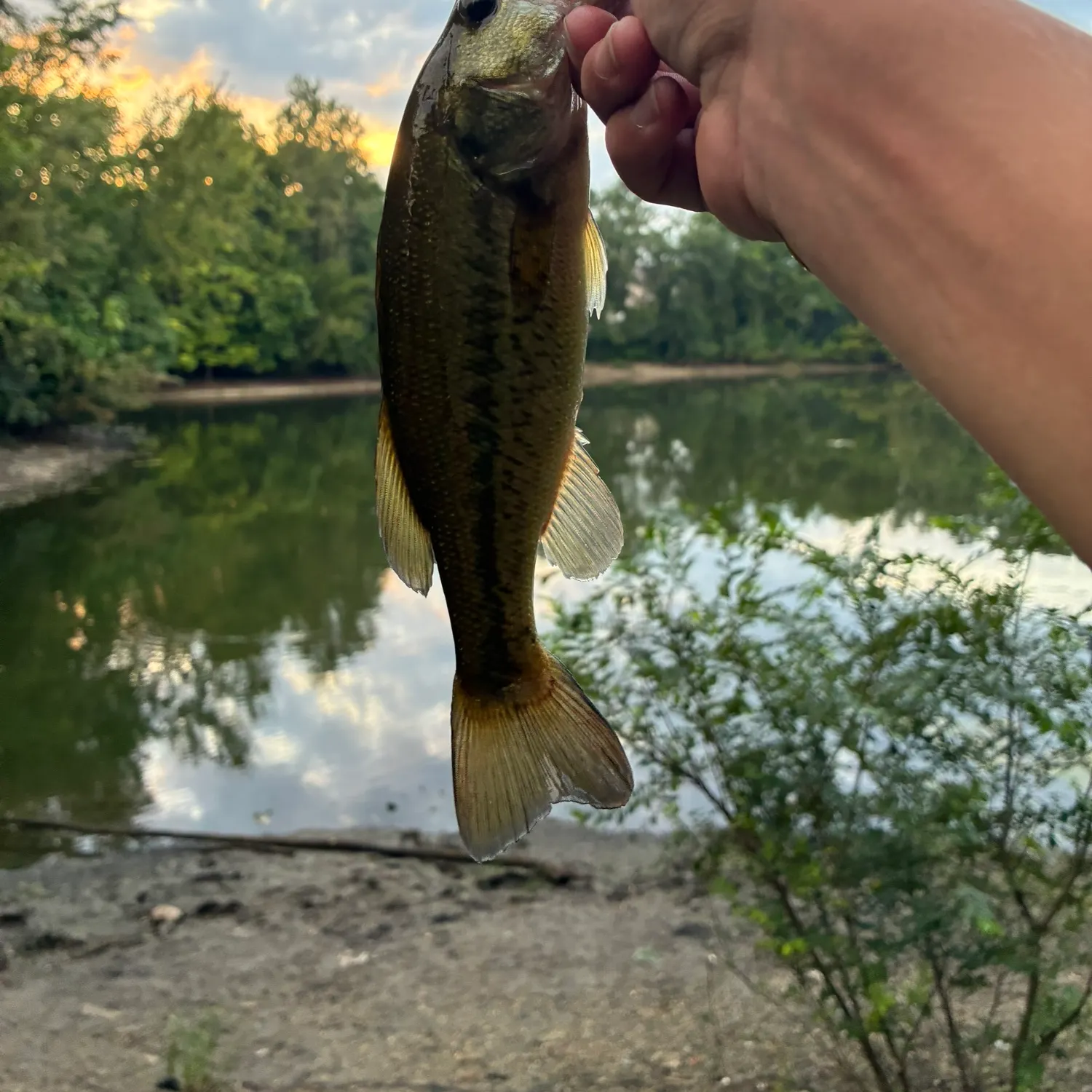 Largemouth bass caught on Fishbrain