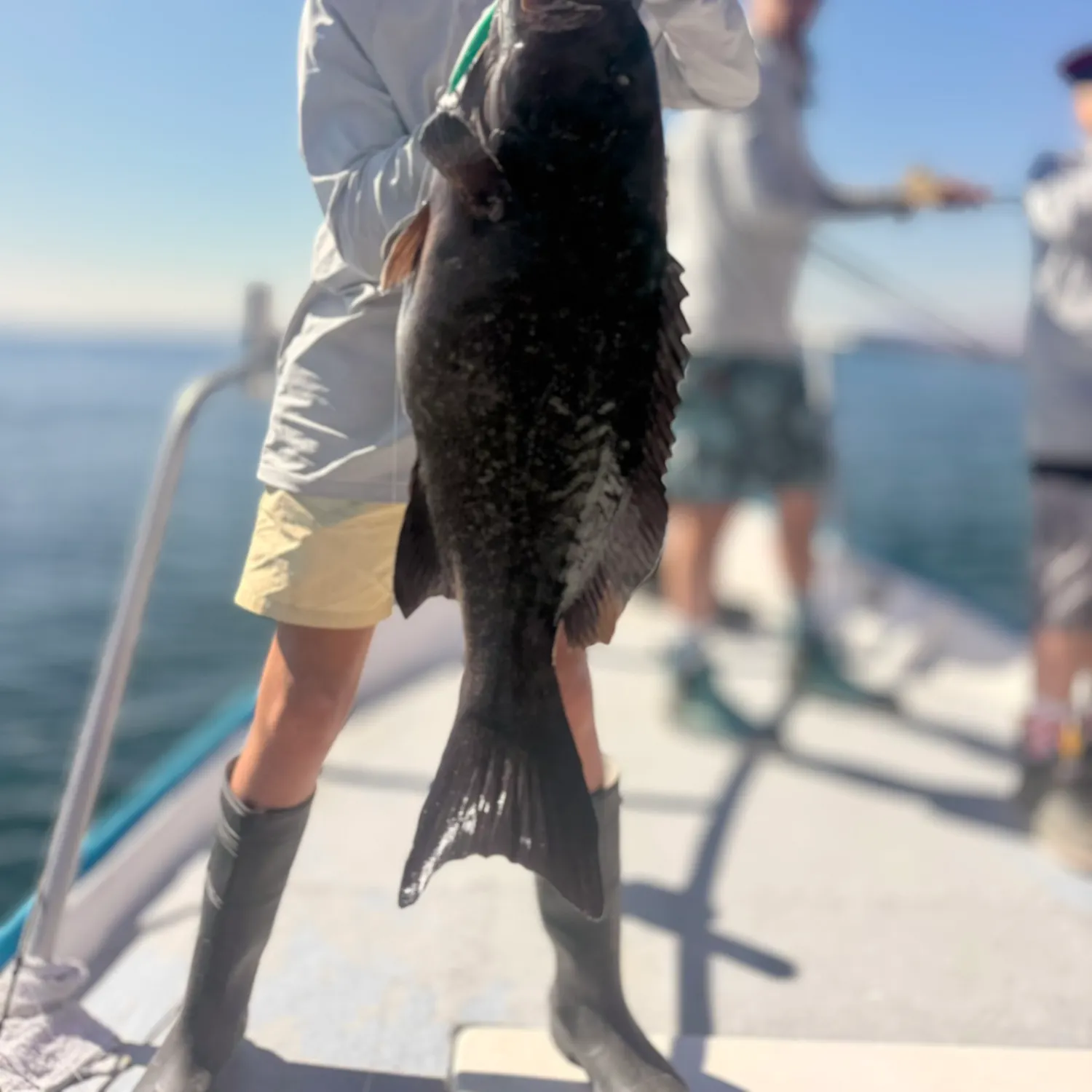 The most recent Spotted grouper catches on Fishbrain